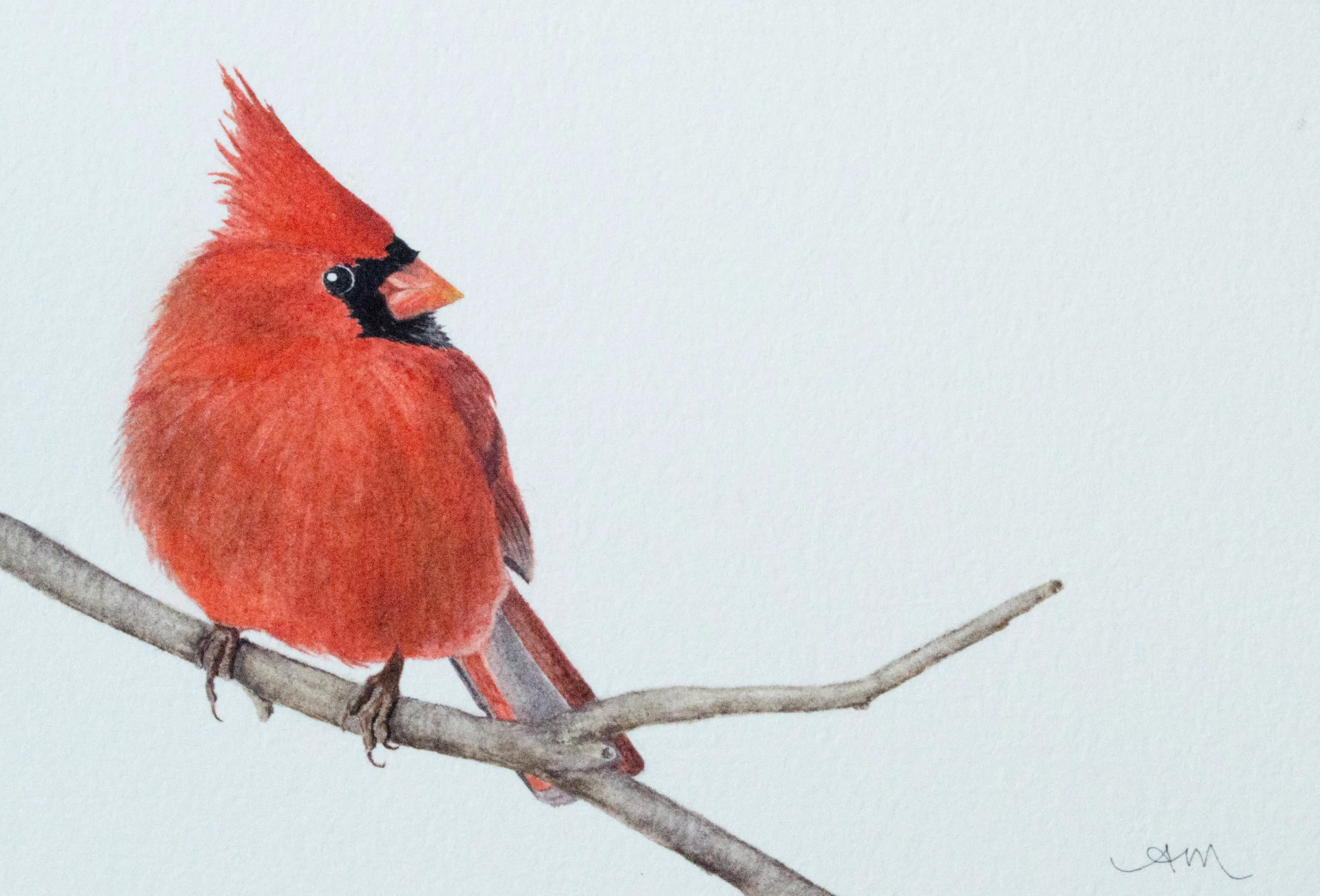 northern cardinal, watercolor on paper* 2013 - SOLD-