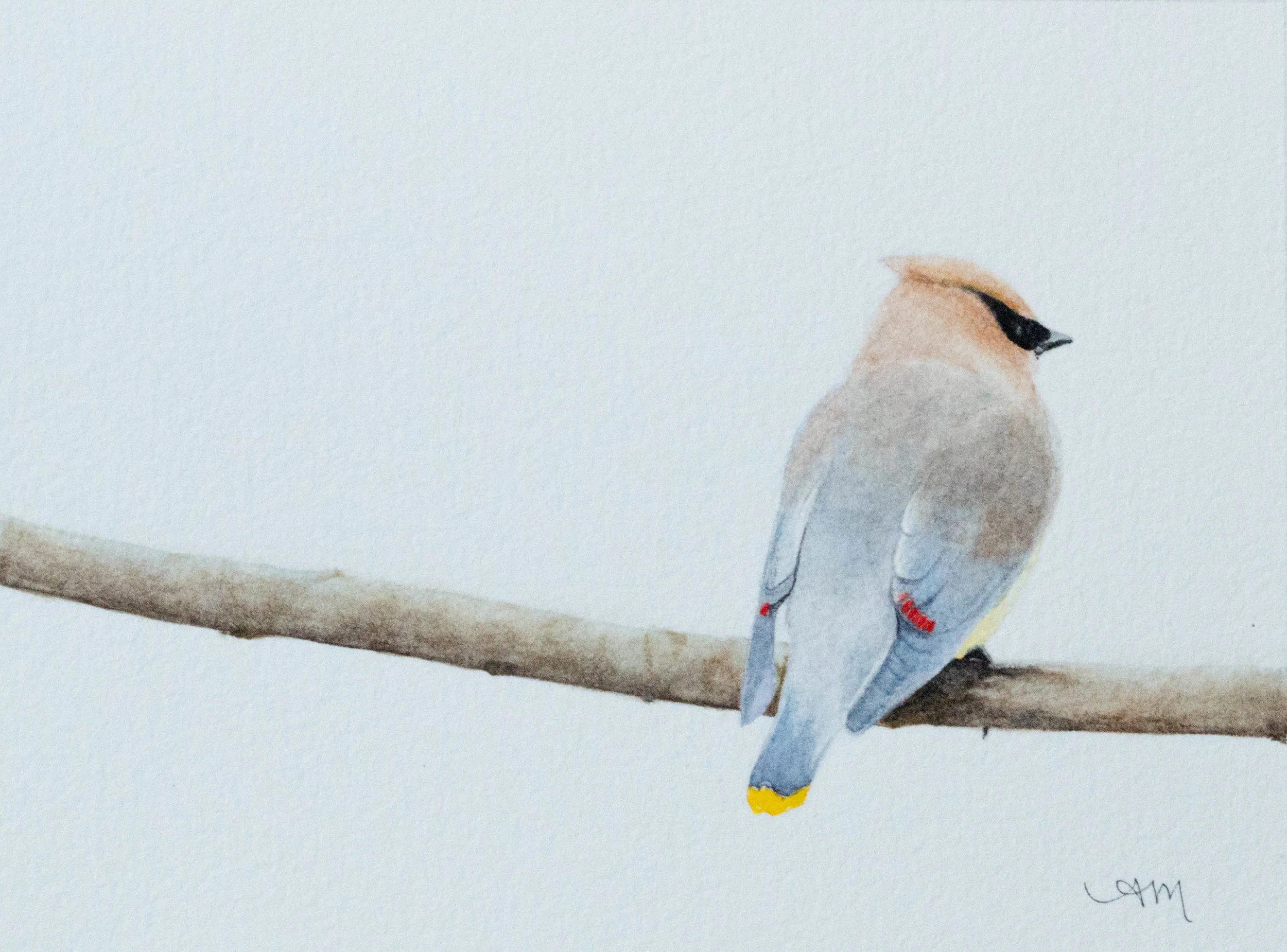 cedar waxwing, watercolor on paper* 2013 -PRIVATE COLLECTION-