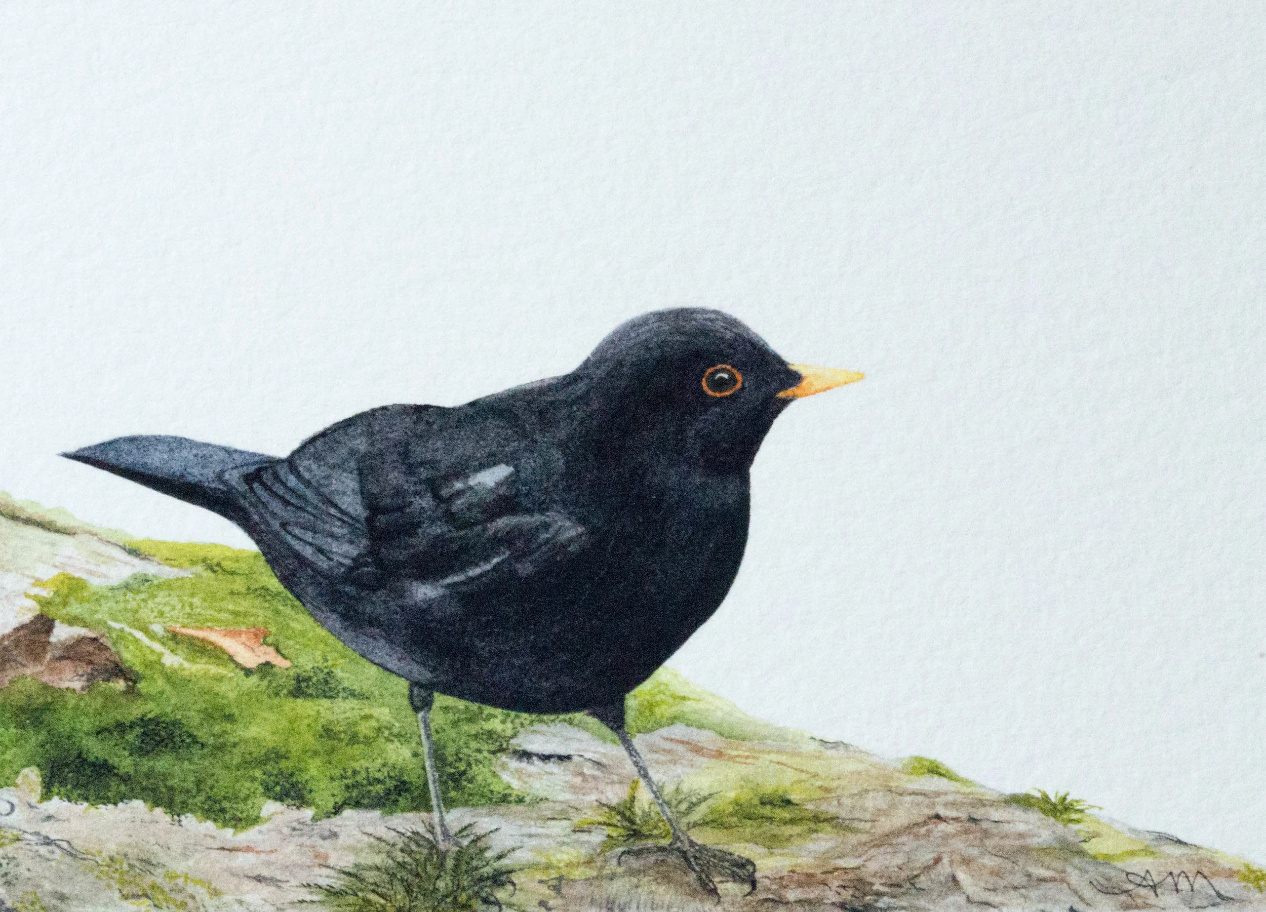 european blackbird, watercolor on paper* 2014 - SOLD-