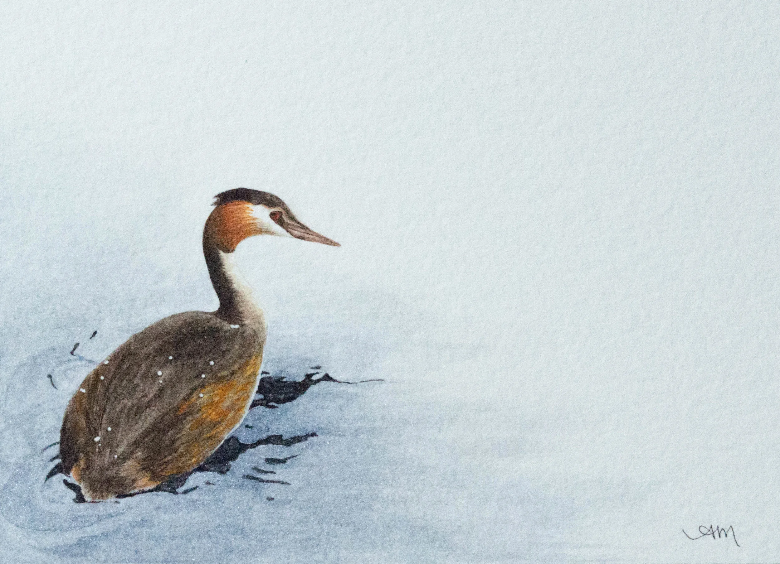 great crested grebe, watercolor on paper 2014 - SOLD-