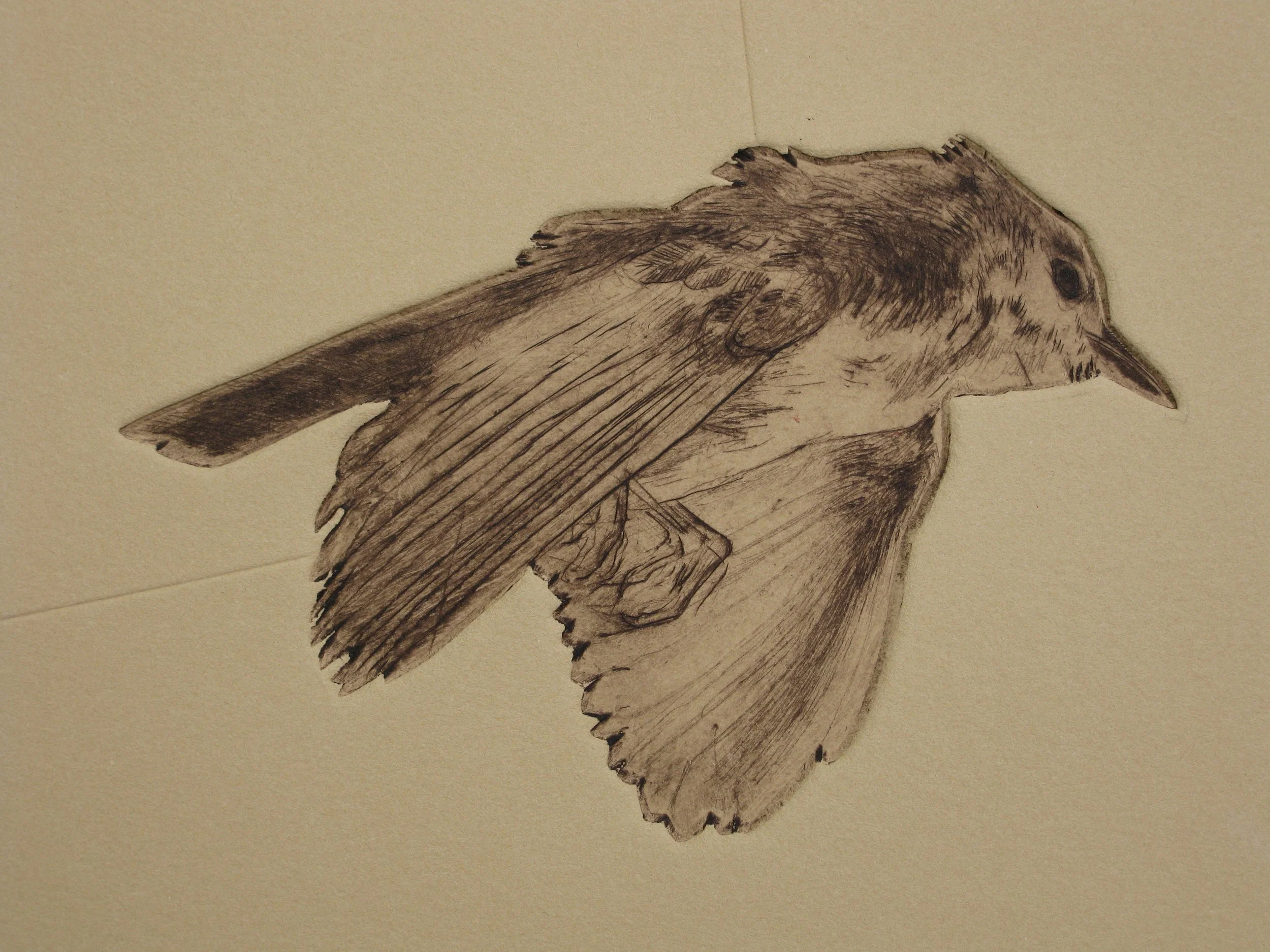  Carolinian  drypoint and engraving  2009 