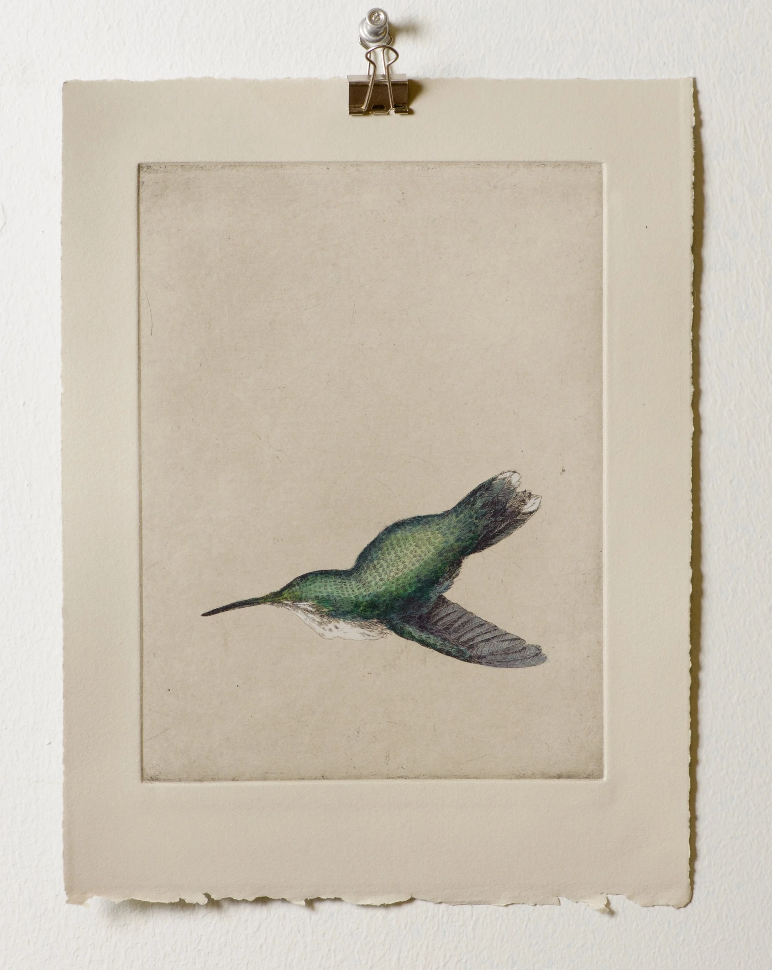  Hummingbird  hand-colored etching  2017 