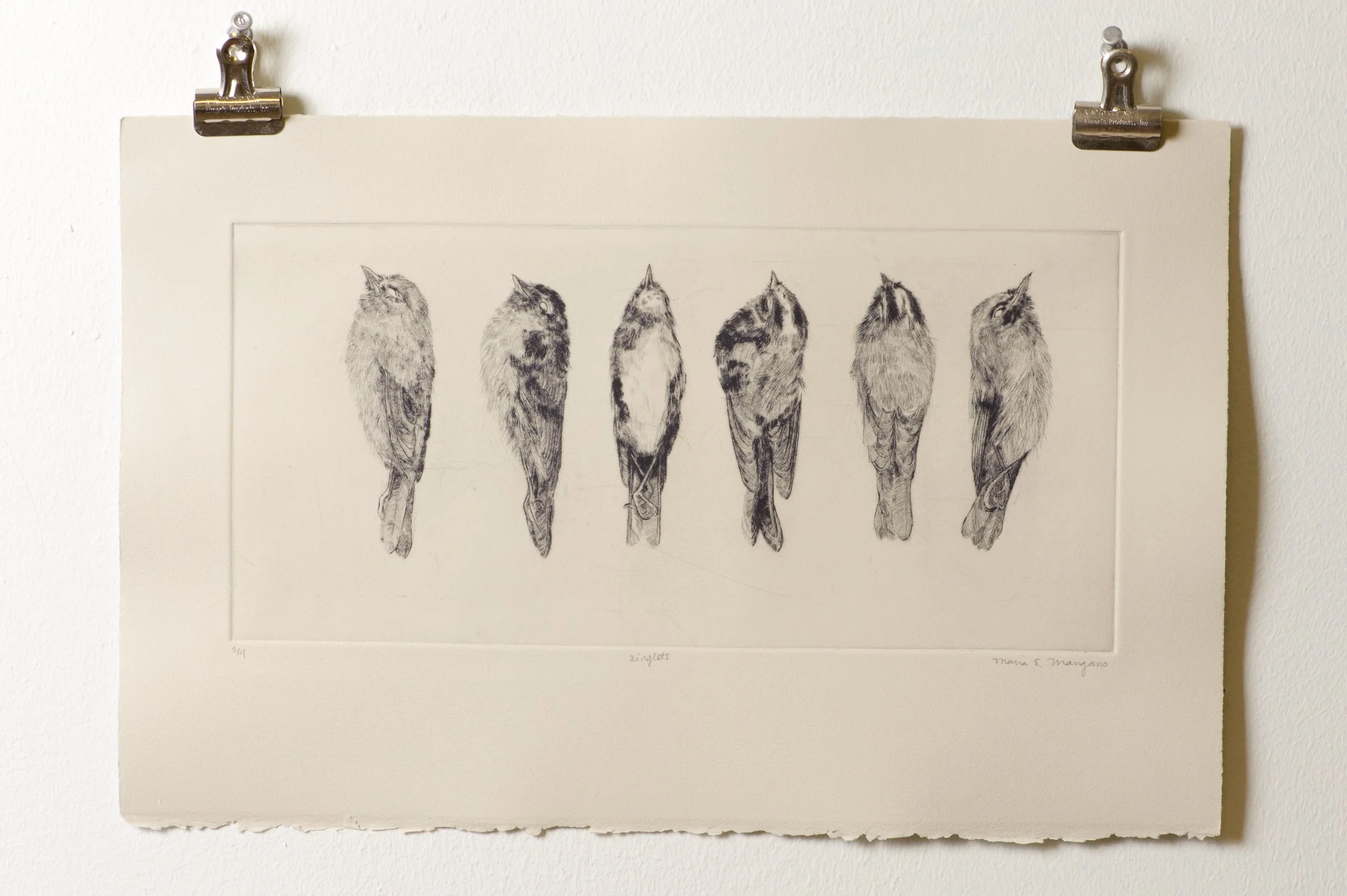  Kinglets  drypoint and engraving  2017 