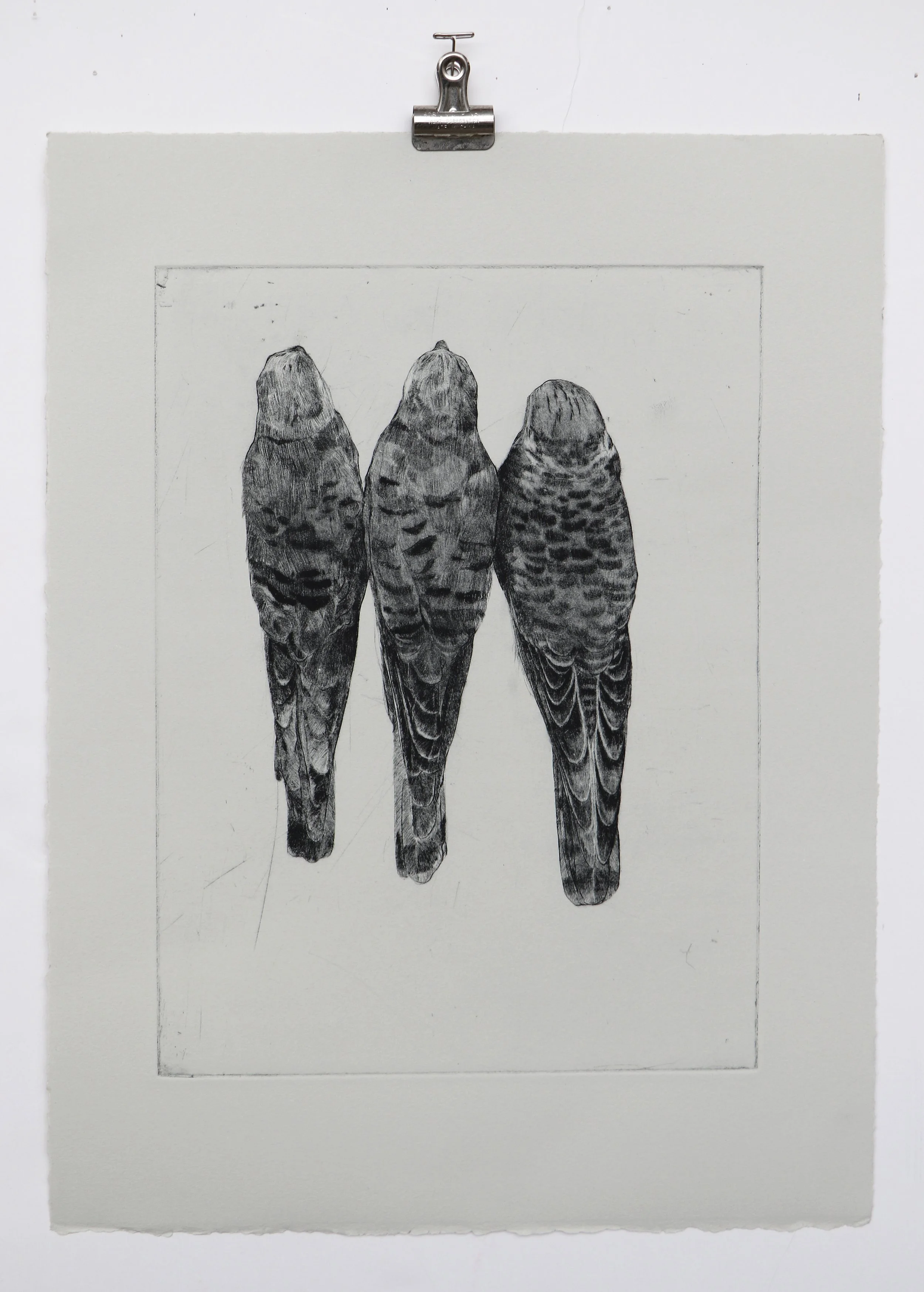  Three Kestrels  drypoint and engraving  2018 