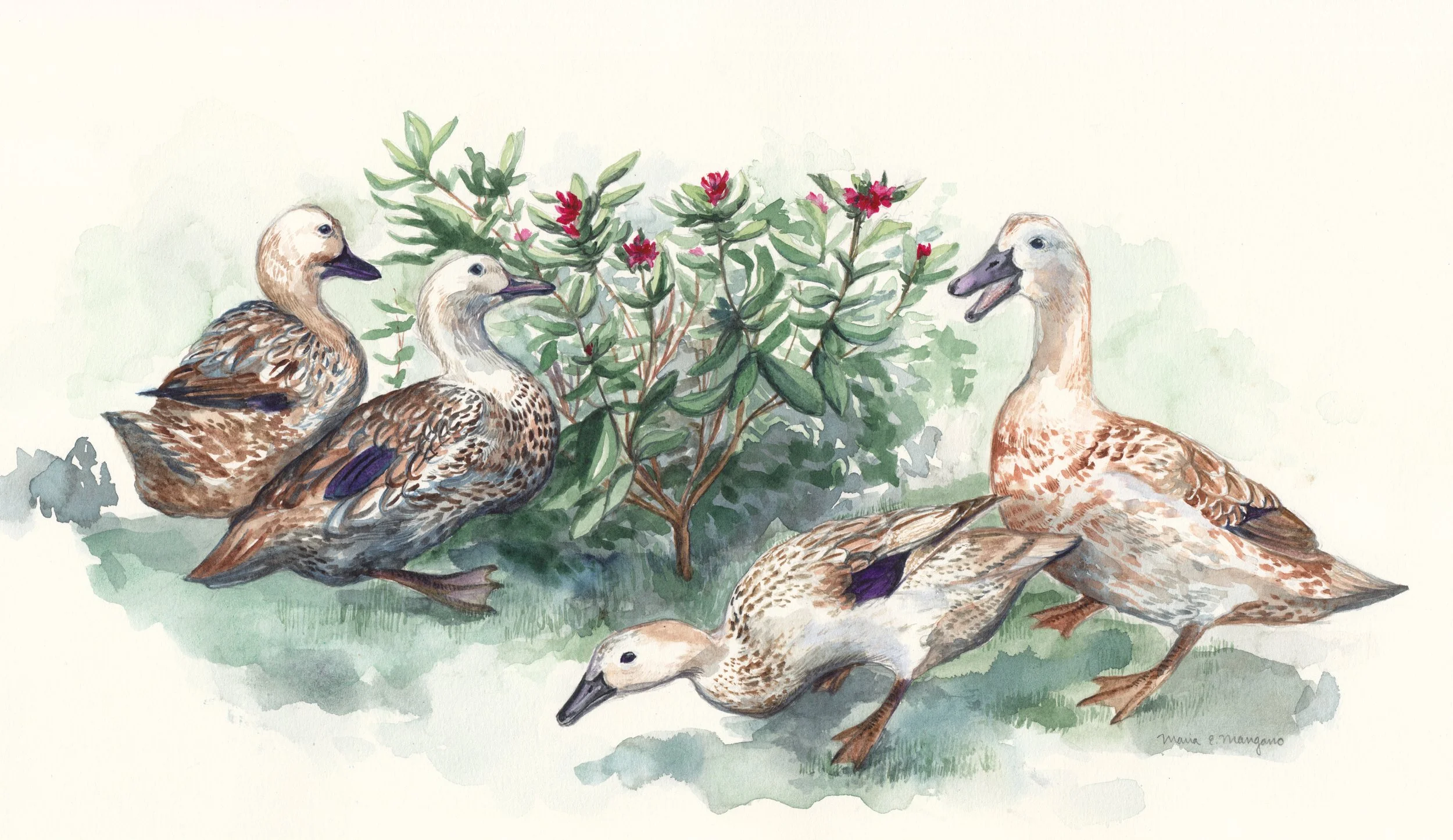 Muha Duck Commission.jpg
