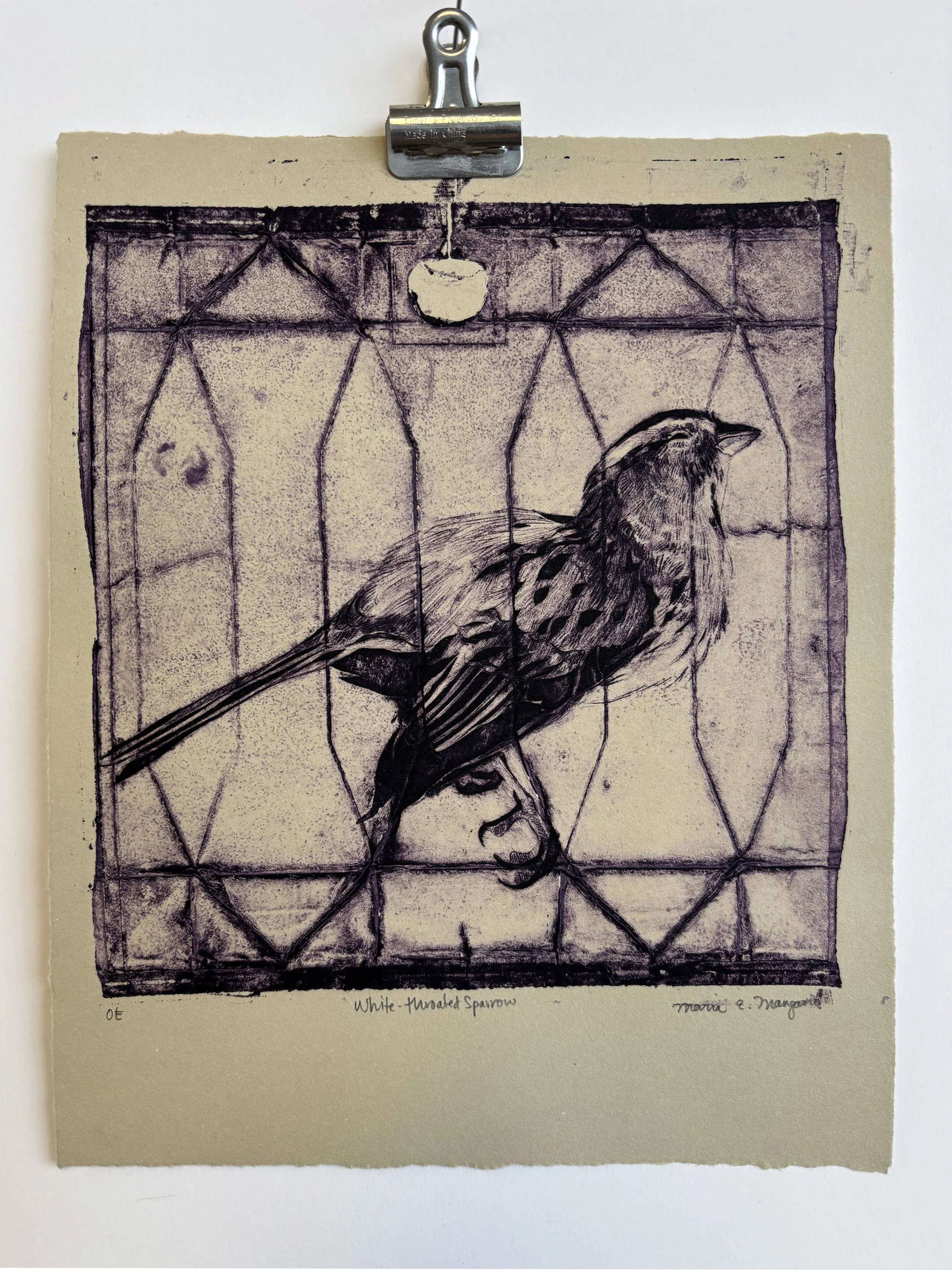  White-Throated Sparrow  Collagraph  2024 