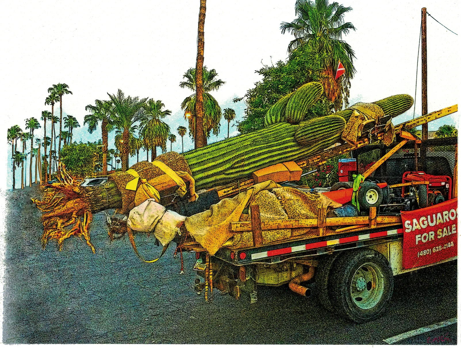 Saguaro Sale, (2018)