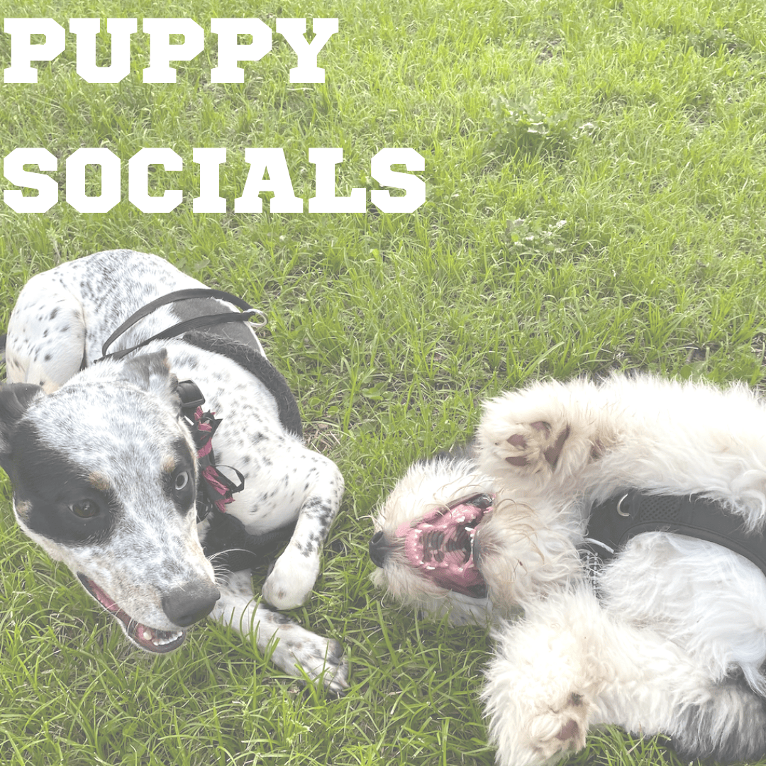 Puppy Hub — Behave Atlanta LLC
