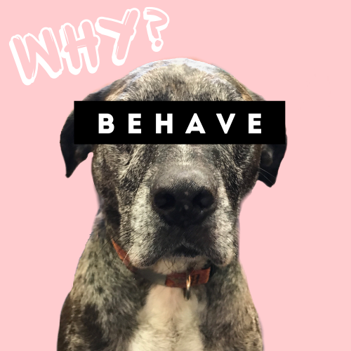 Are you wondering why we named our business Behave Atlanta?
