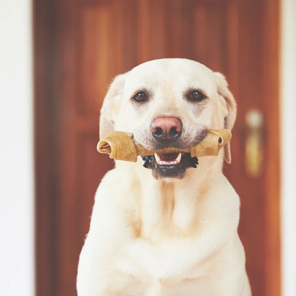 Why Does My Dog Greet Me With A Toy