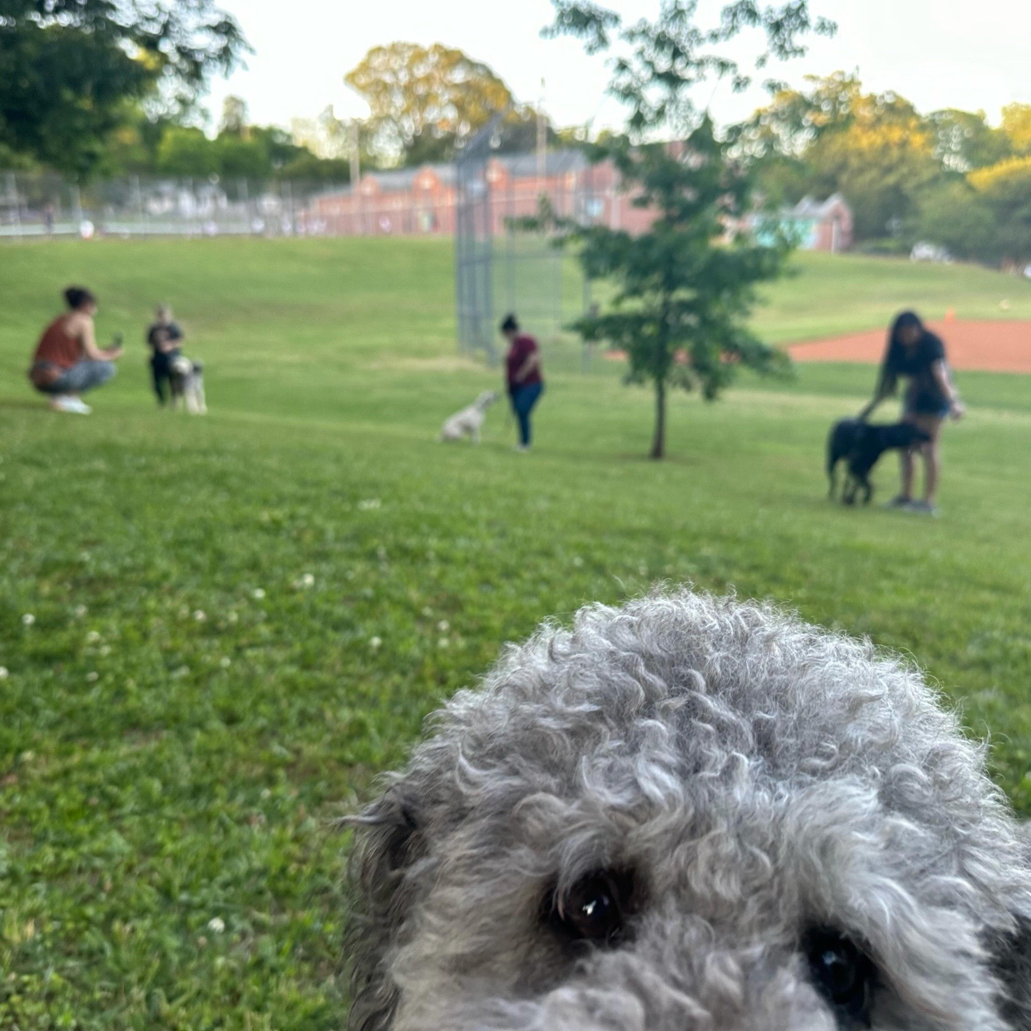 Dogs 201 started yesterday and it was beautiful in every possible way. 
🌞
Puppy classes are great for teaching your dog the foundations of good behavior and socialization,  but how many of you have kept up with it? Dogs 201 is a great way to refresh