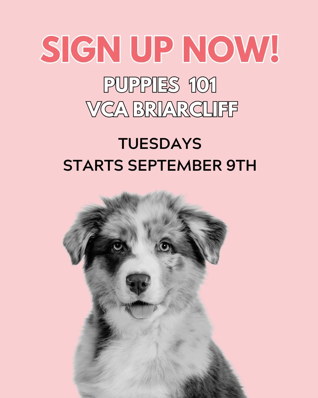 School is back in session at VCA Briarcliff! ⁠
Sign up now for our class starting Tuesday September 9th.  While your dog learns some basic cues and how to socialize, you learn about dog behavior and how to address common puppy issues.⁠
⁠
Sign up at t