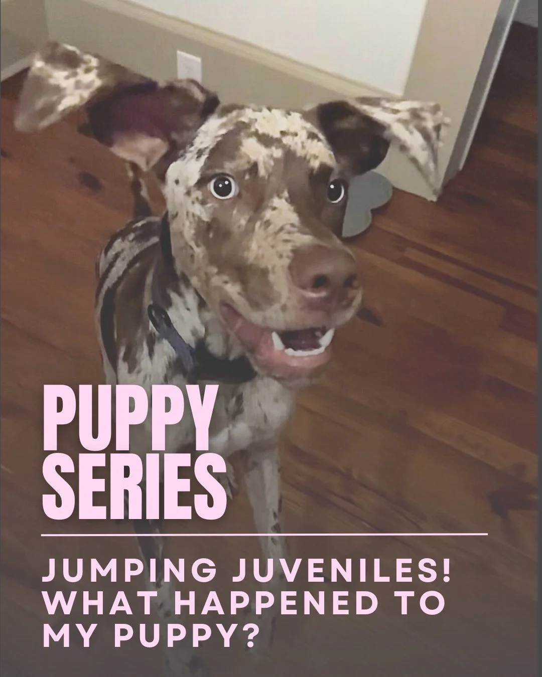 This tale is as old as time. Puppies at 2, 3, even 4 months jump on a person and squeals of delight abound. And then short weeks later, some folks may have the opposite reaction - icks and ughs when your big, lanky preteen dog jumps on them. ⁠
🐇⁠
We