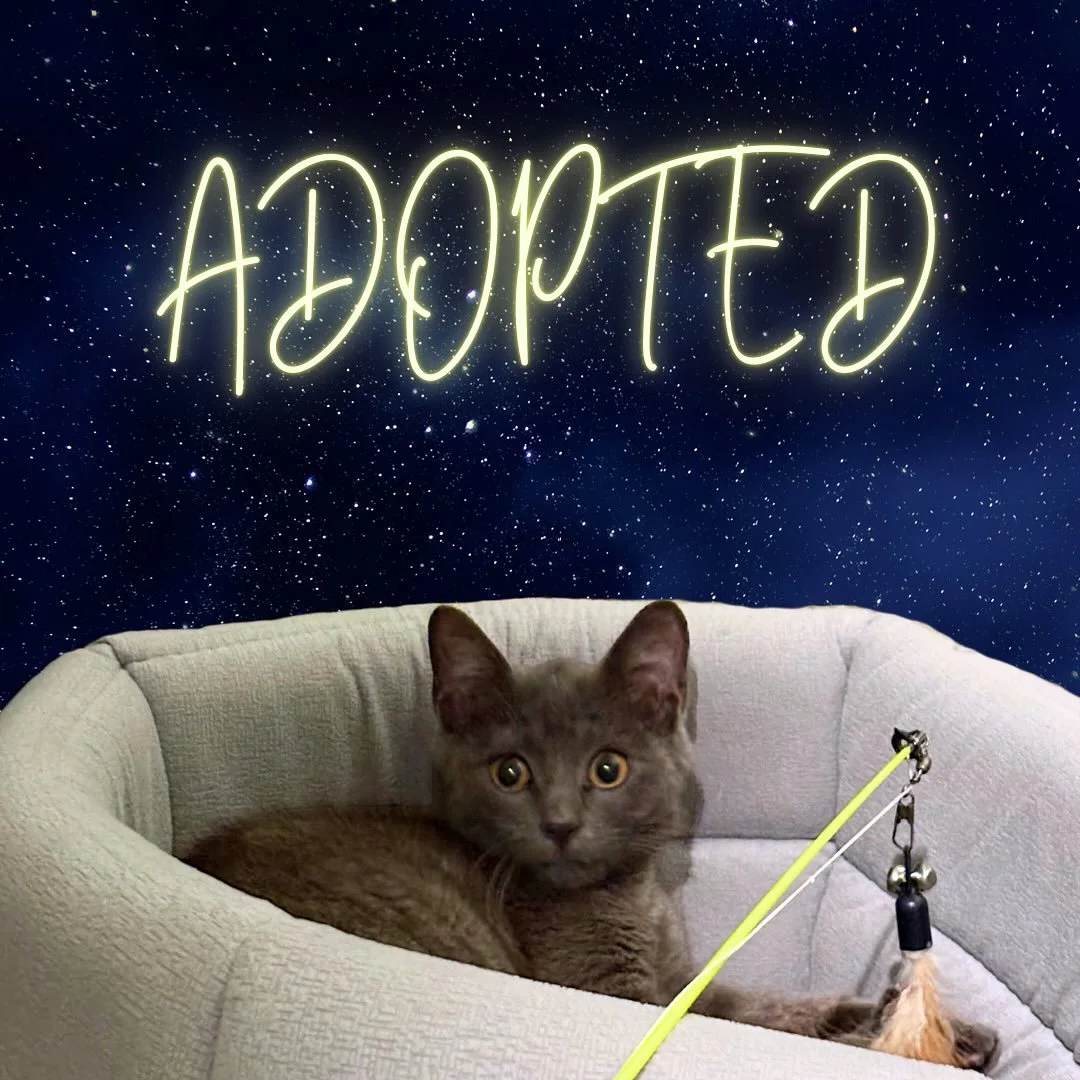 Our little midtown foundling has been adopted! His loving new family has named him✨Cosmo✨ Thanks everyone for your offers for fostering and help! His new people are very patient and kind - we couldn&rsquo;t have asked for a better match 💫
.
.
.
.
#a