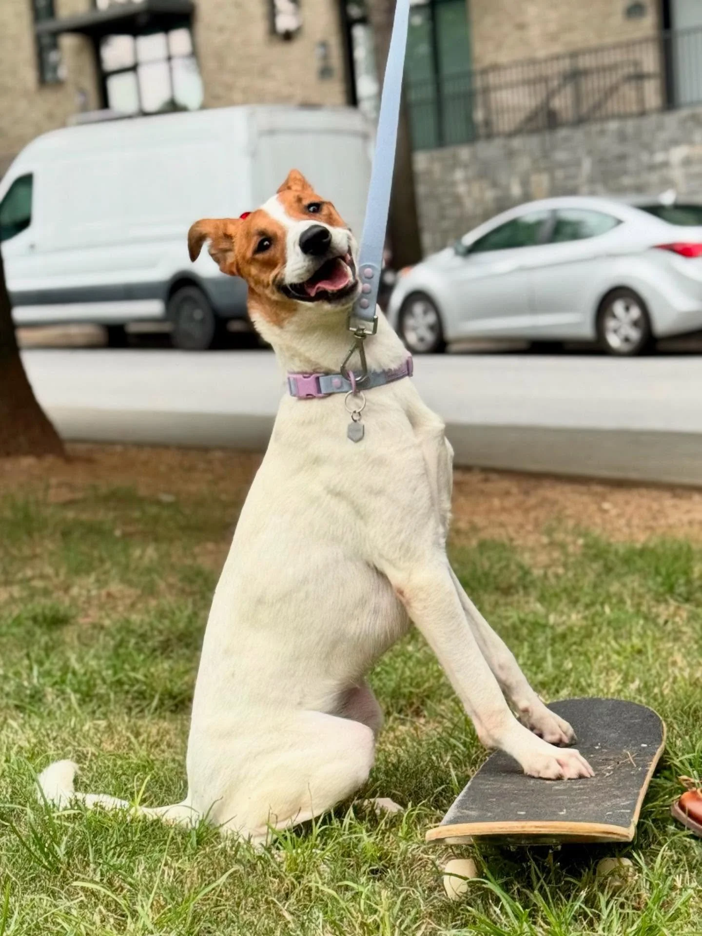&ldquo;If you can&rsquo;t beat &lsquo;em, join them!&rdquo; - Scout, reformed skateboard chaser. As part of desensitizing Scout to the sound of skateboards rattling by, we let Scout explore one! She was very brave and even stepped on the wobbly movin
