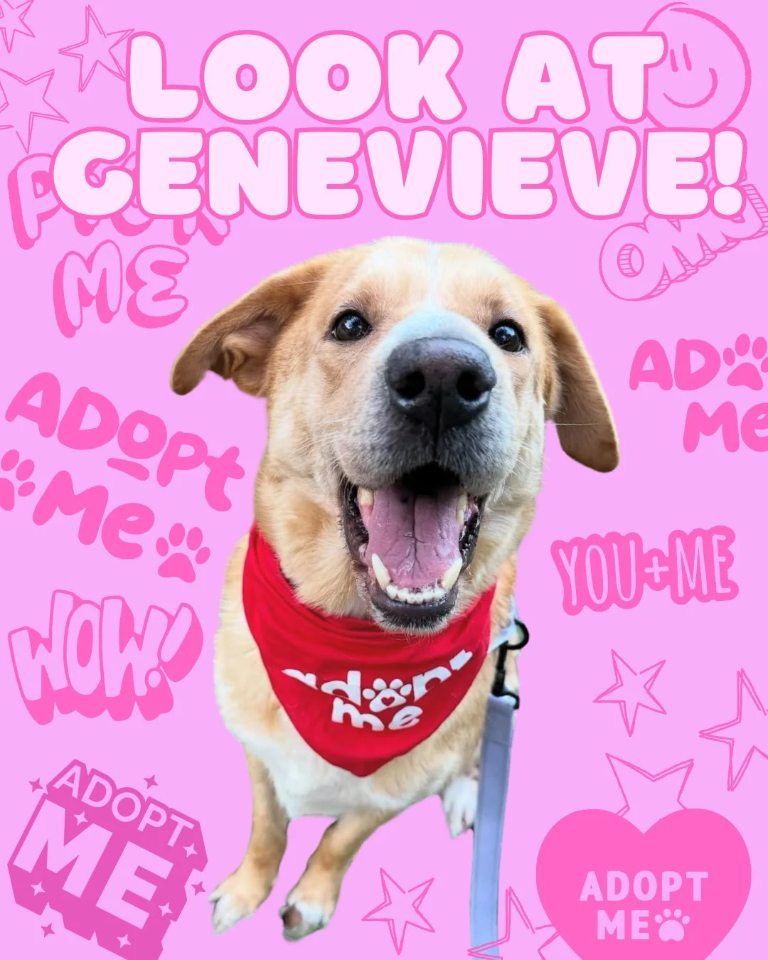 Our wonderful friends and clients at @aboutmyfoster brought Genevieve home to foster last week and I just can't get over her face. If you're looking for a lovely lady to add to your home, look no further! I truly think she's going to be snatched up, 