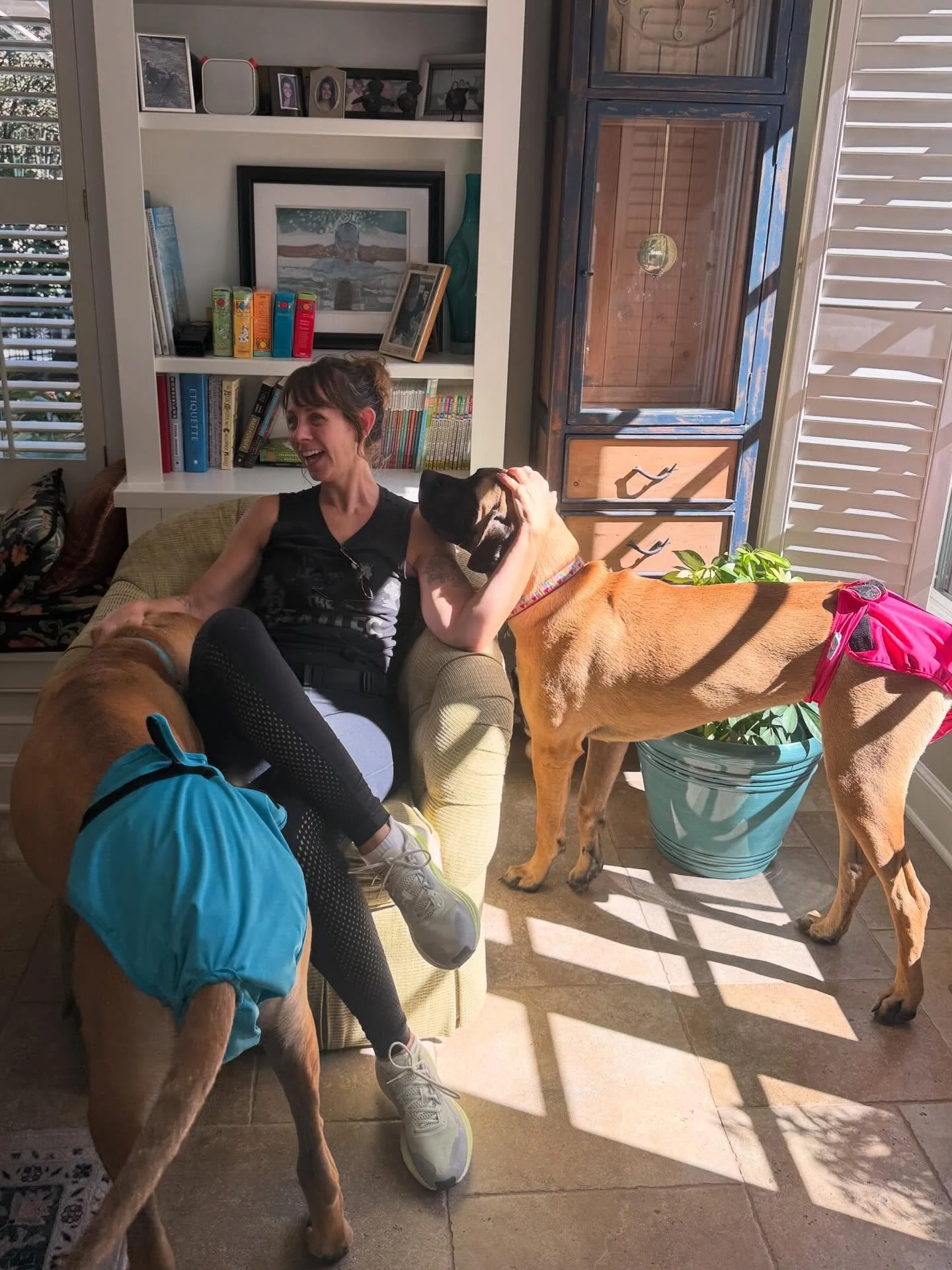 Happy October! It&rsquo;s spooky season and nothing is spookier than two mastiffs going through their first heat cycle! 😳👻❤️

They still crushed their lessons today as usual. 
.
.
.
.
.
#mastiff #mastiffpuppies #dogdiapers #atlantadogtraining #dogt