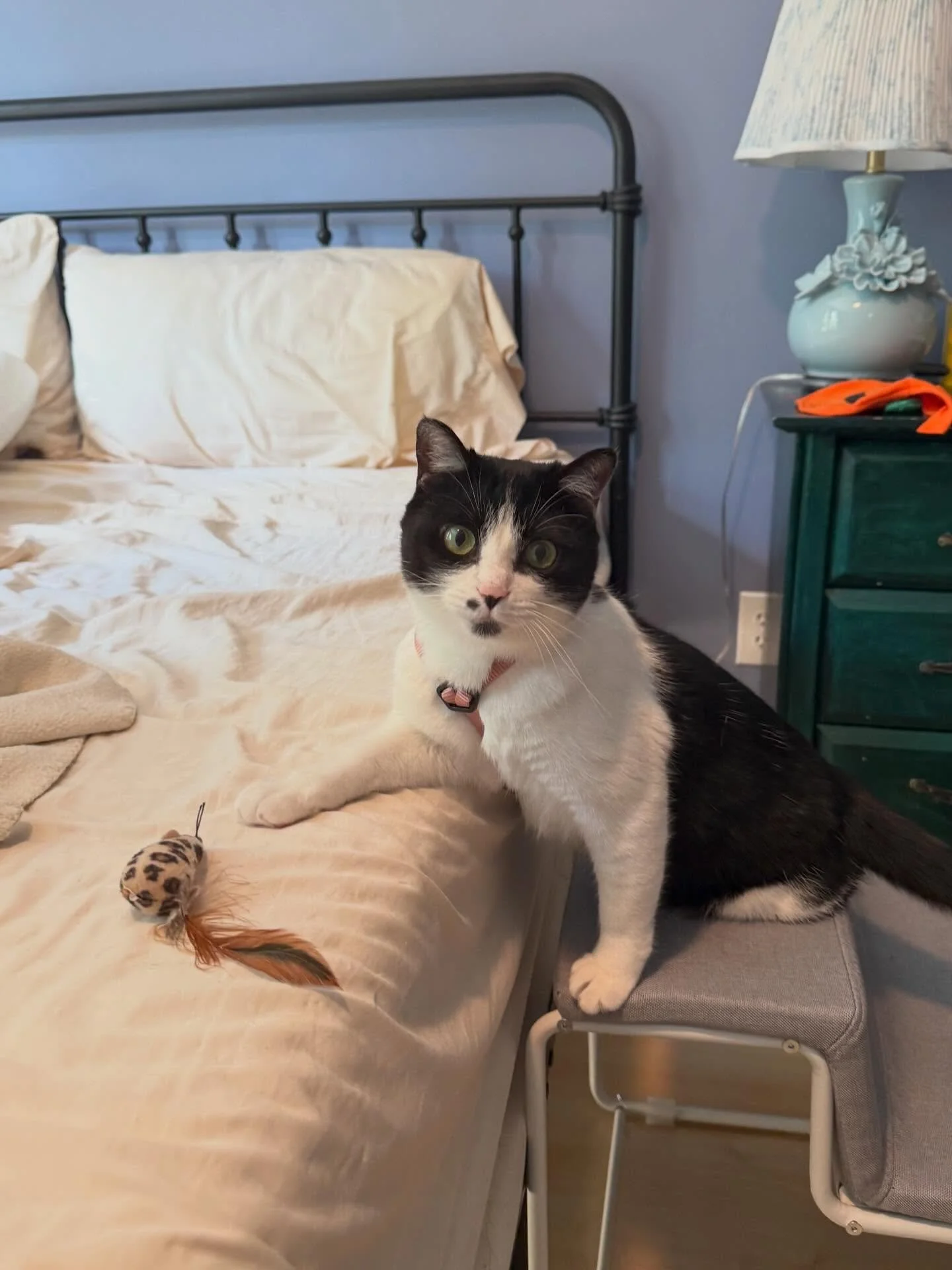 This is Skipper and she&rsquo;s here to tell you about cat training - specifically cat integration. It&rsquo;s not always as easy as letting two cats eat on either side of a gate to get to know one another. There&rsquo;s lots of nuance and that strat