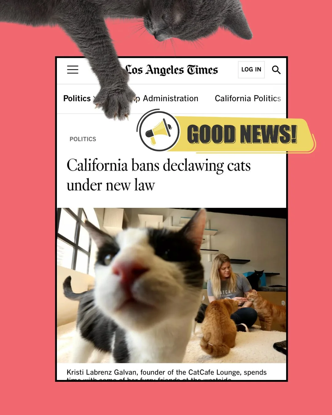 Good news in politics? It's true! Some positive legislation for kitties for your Sunday :). Click the link in bio to read the article from the LA times. If you are having claw-related 🦞 struggles and thought de-clawing was the only solution, we can 