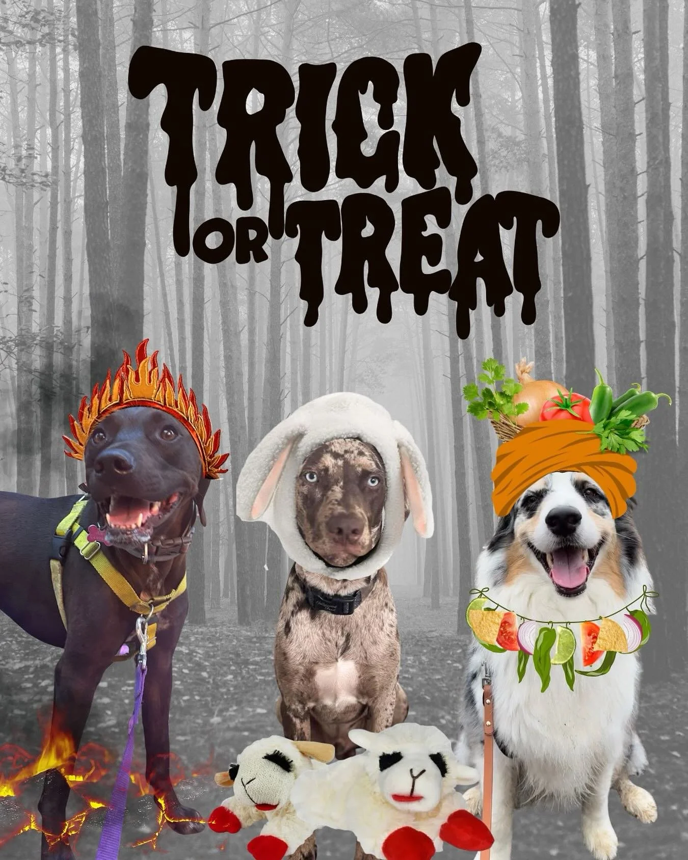 I got very excited about costumes for the Behave pups, Sienna, Silas, and Hiko. The costumes are puns/name related. I will reveal the answers on Halloween and provide more hints as the week goes on!
🎃👻🦇
No dogs were harmed in the making of these c