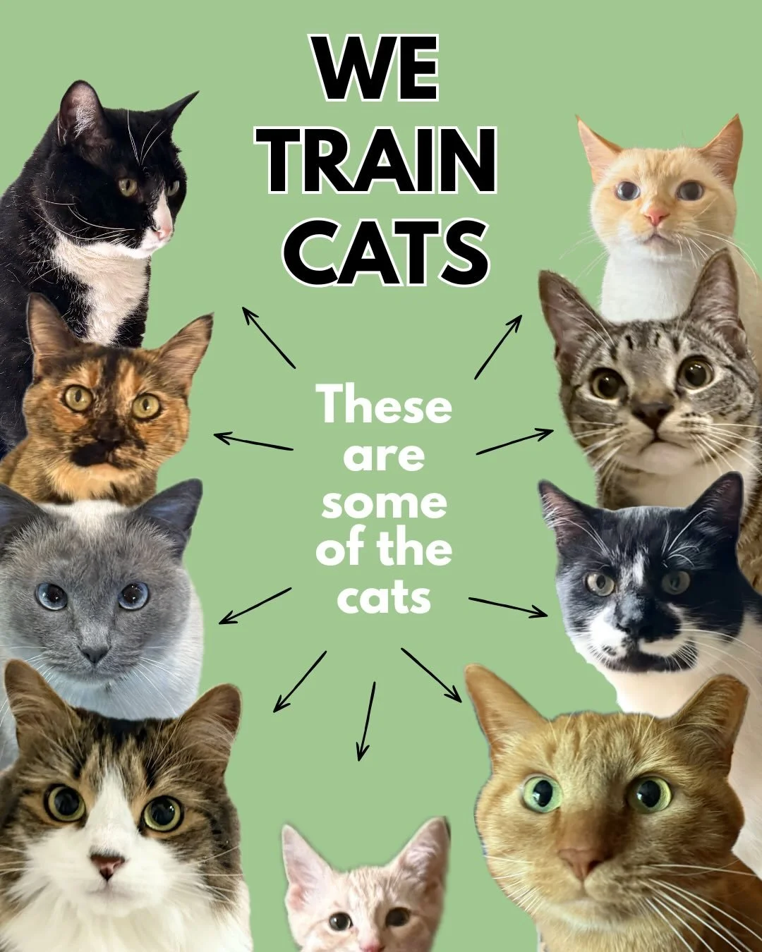 We&rsquo;ve had so many more cat clients this year and are THRILLED. But we run into even more people that are shocked to hear we work with cats so spread the word! 

Cat behavior can be modified just as human, dog, and even goldfish behavior can be 