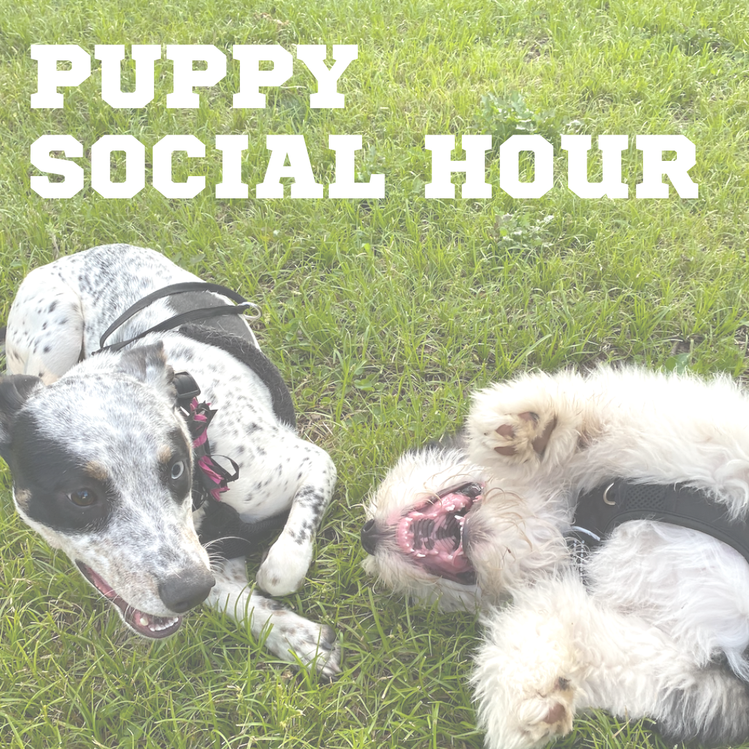 puppy socials (1).png