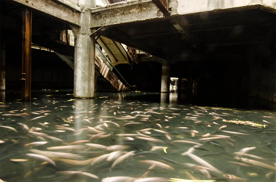 Bangkok’s New World shopping mall was abandoned back in 1999. Later, an unknown person started populating its flooded basement with koi and catfish. Jesse Rockwell captured these amazing photos of its unusual residents. 