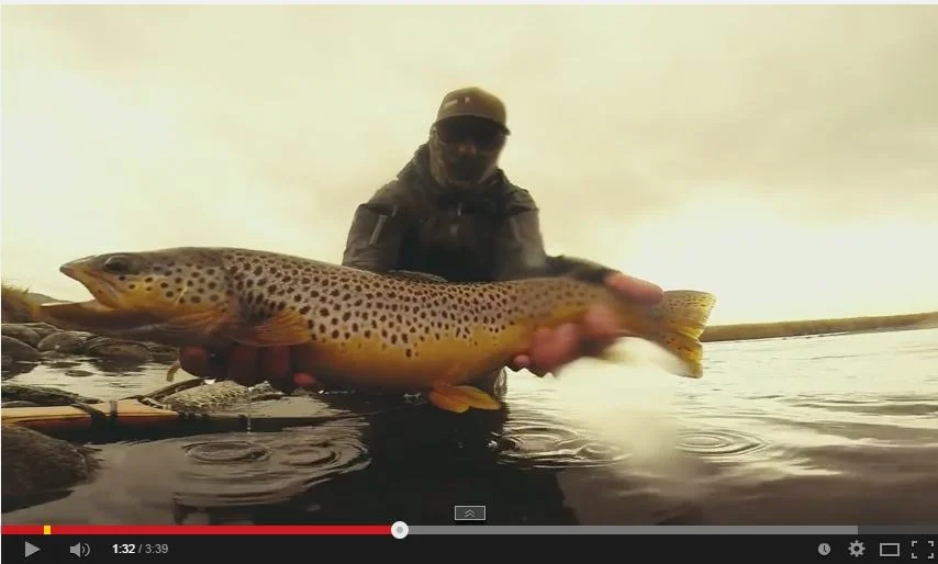 New DFA Video up with some Big CO Fall Browns! 
