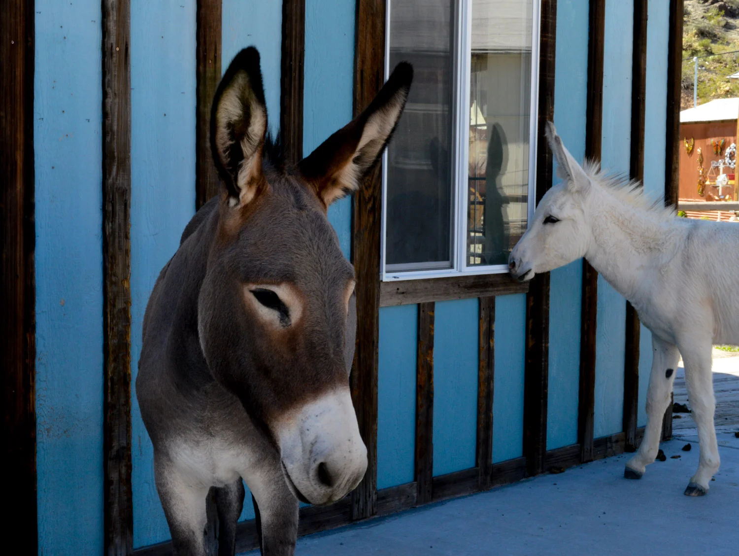Wild Burros