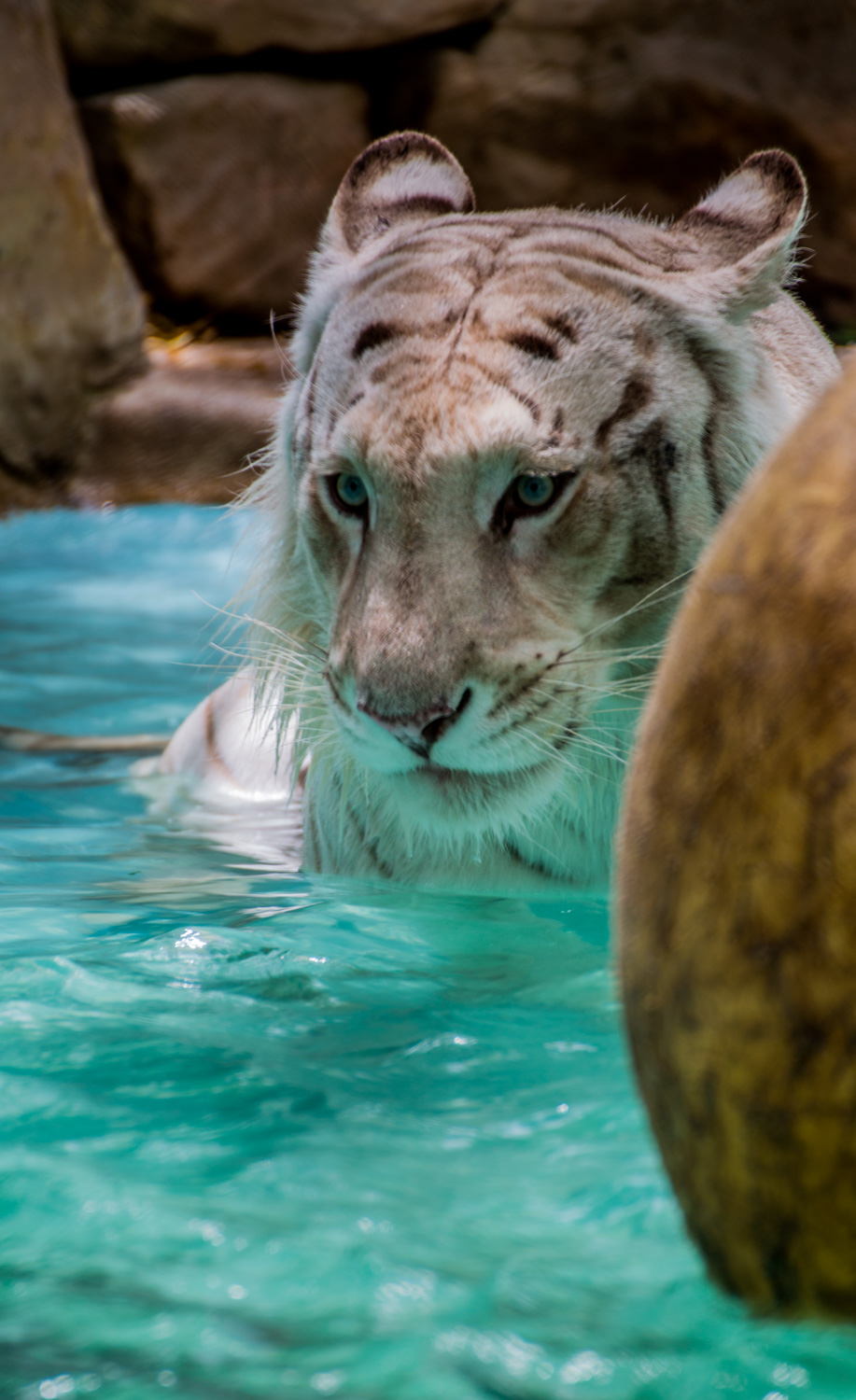 White Tiger