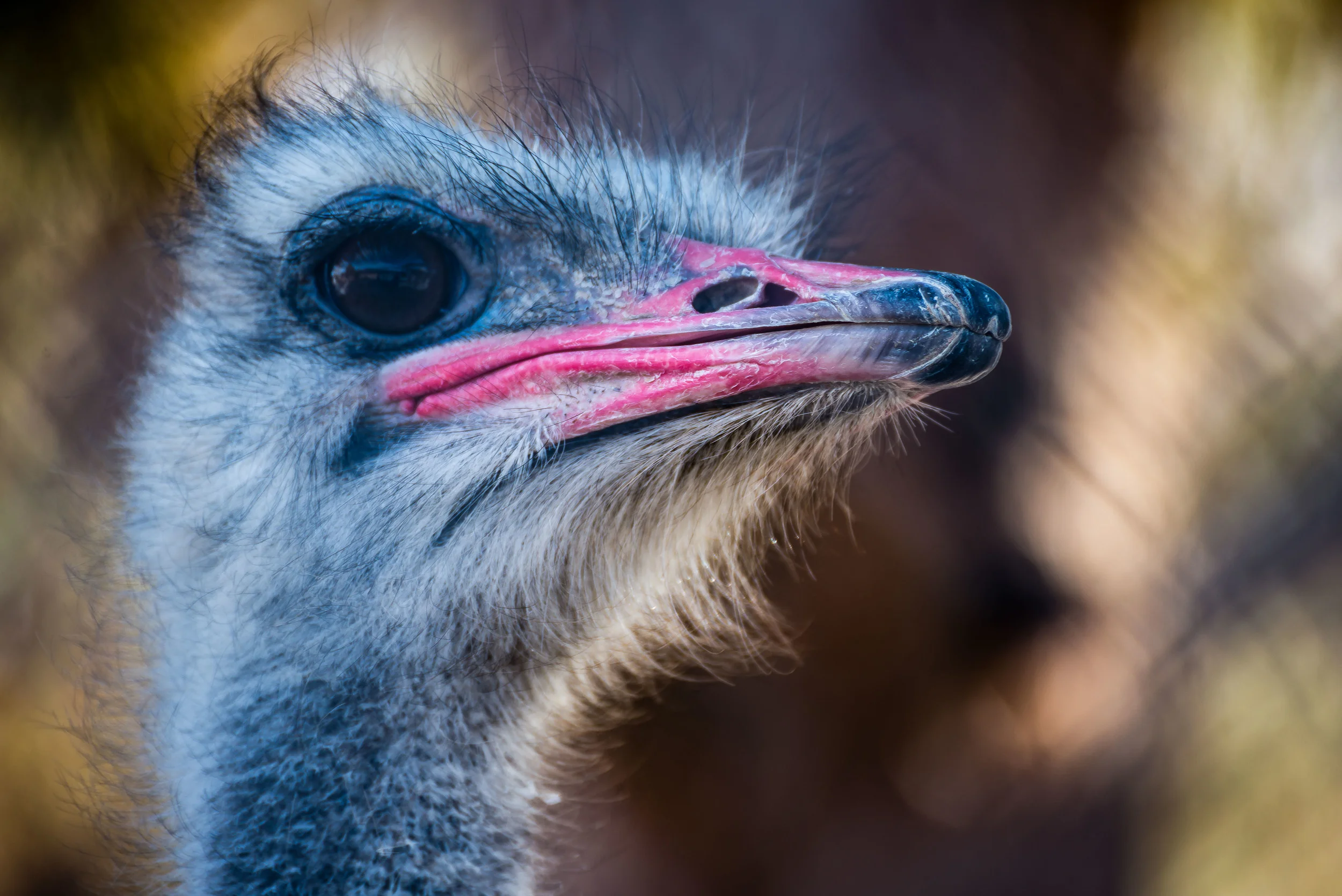 Emu