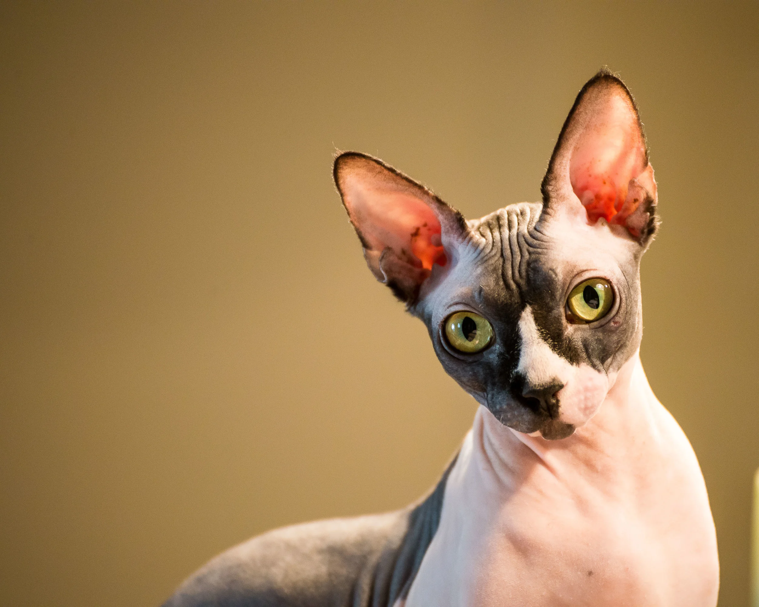 Hairless Cat
