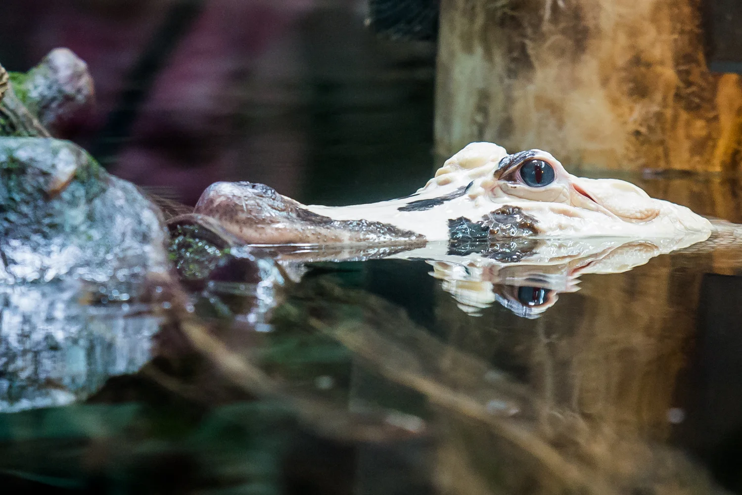 Albino Alligator