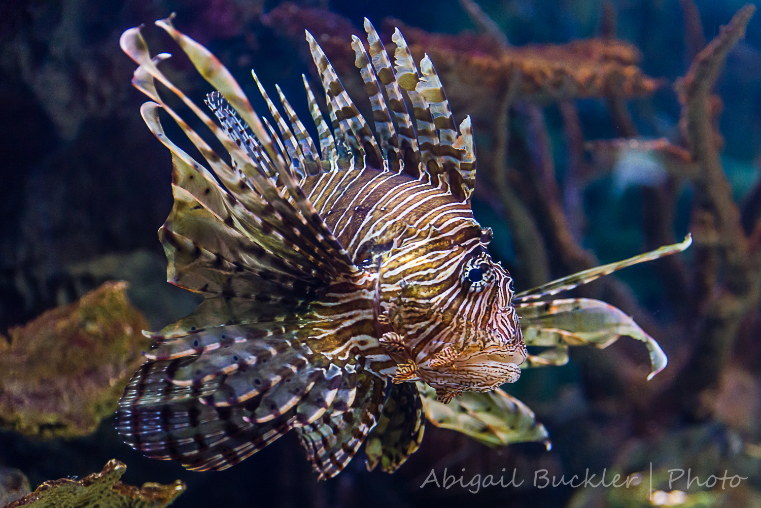 Lion Fish