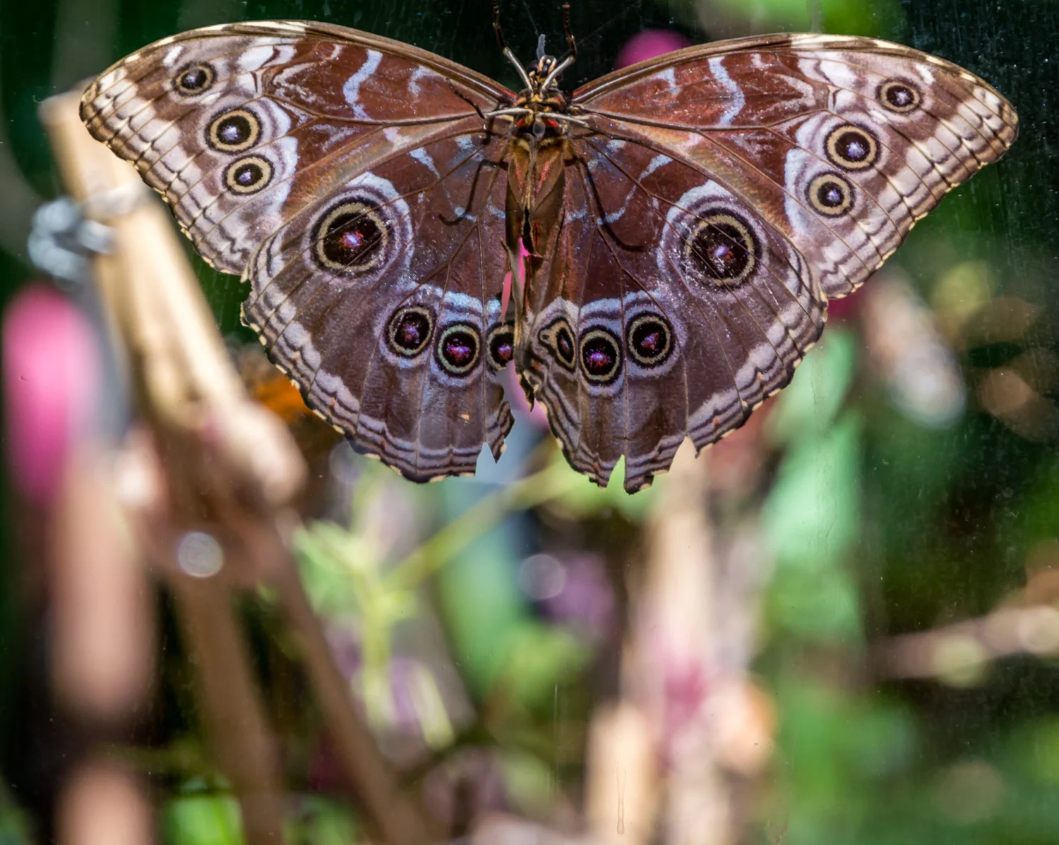 Madam Butterfly