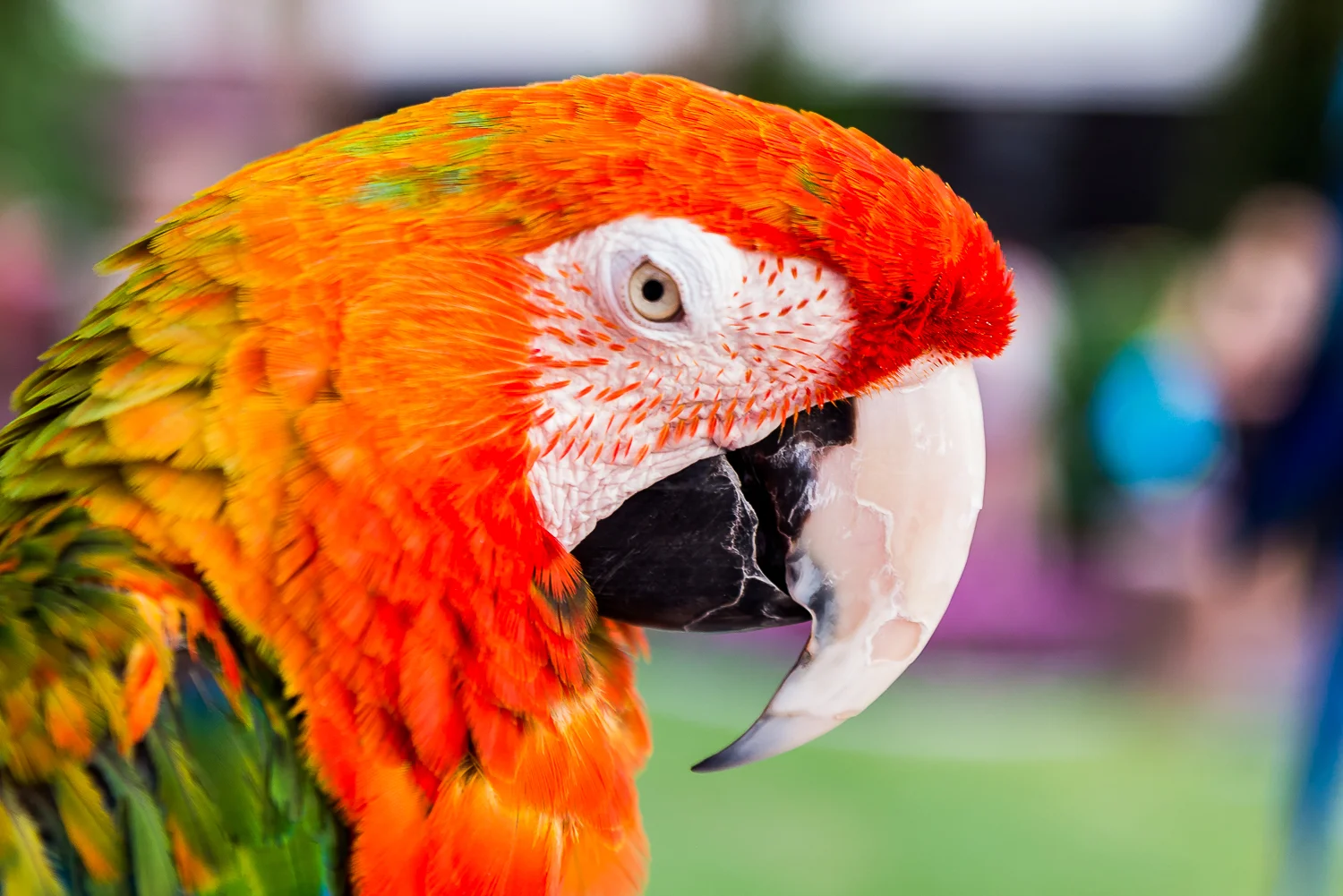 Parrot