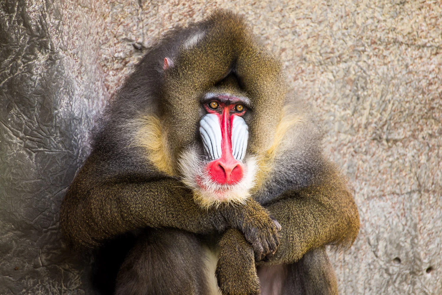 Mandrill Baboon