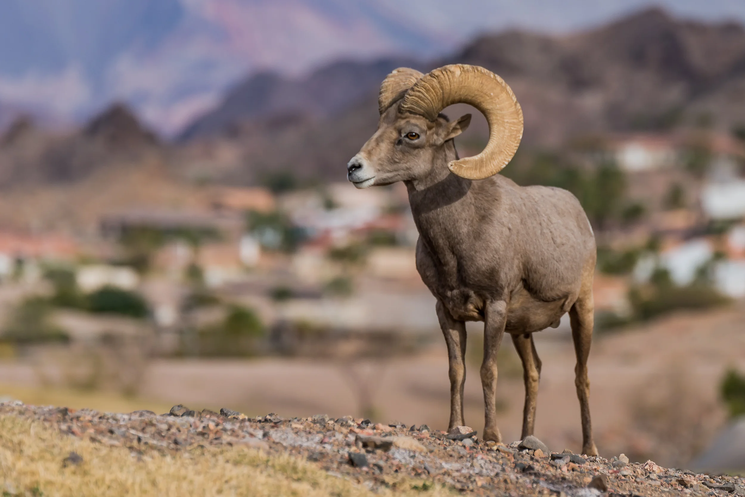Big Horn Sheep