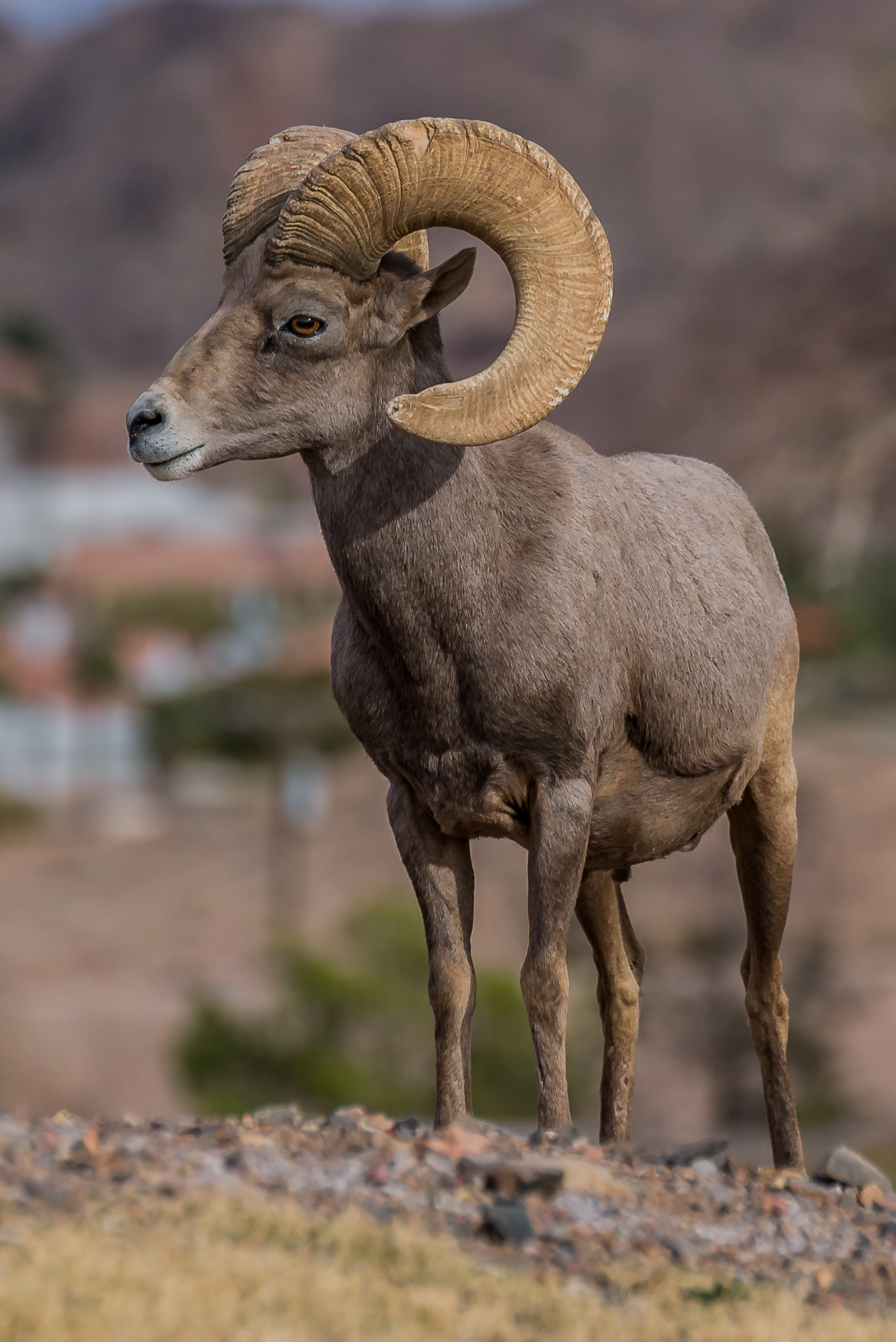 Big Horn Sheep