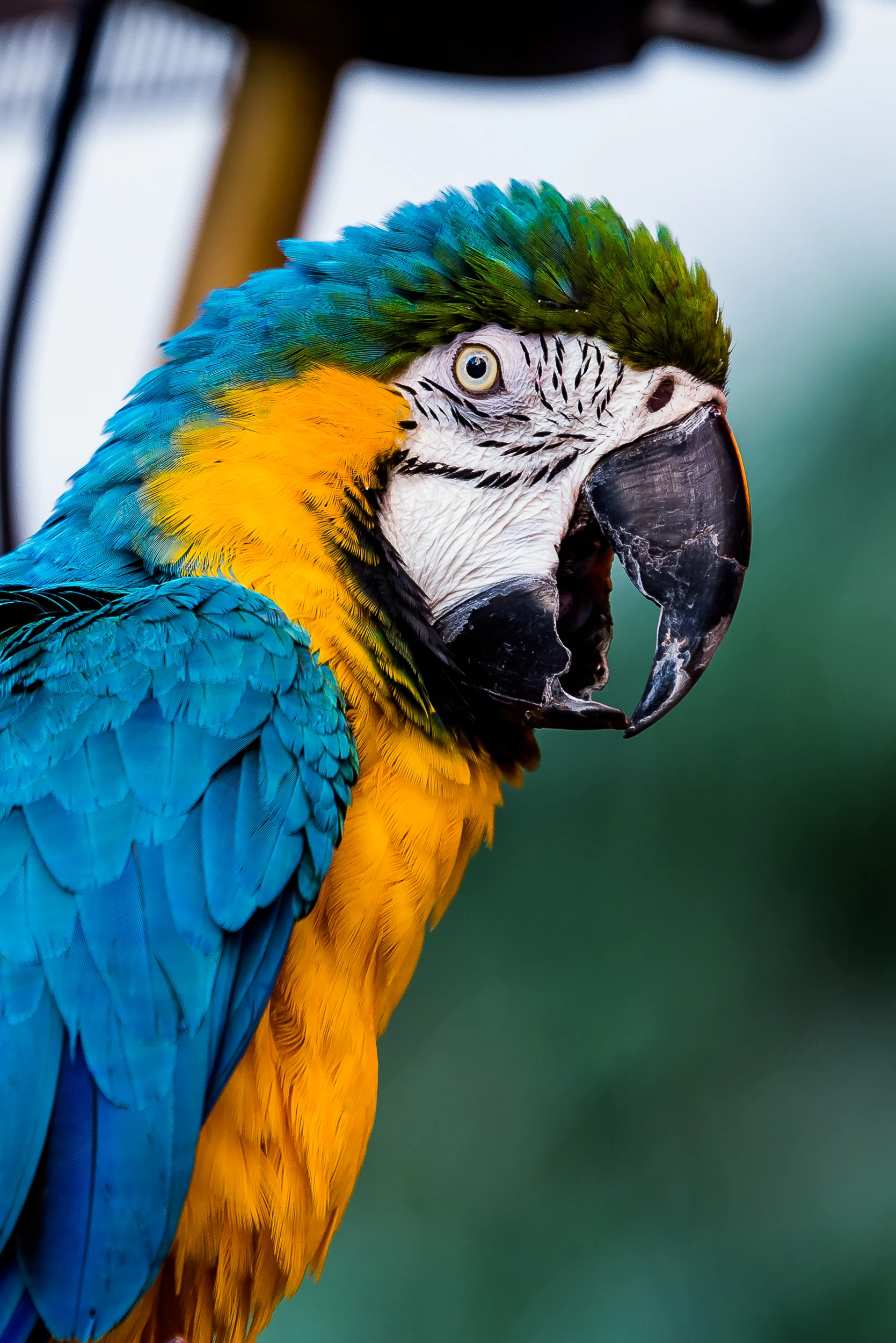 Parrot