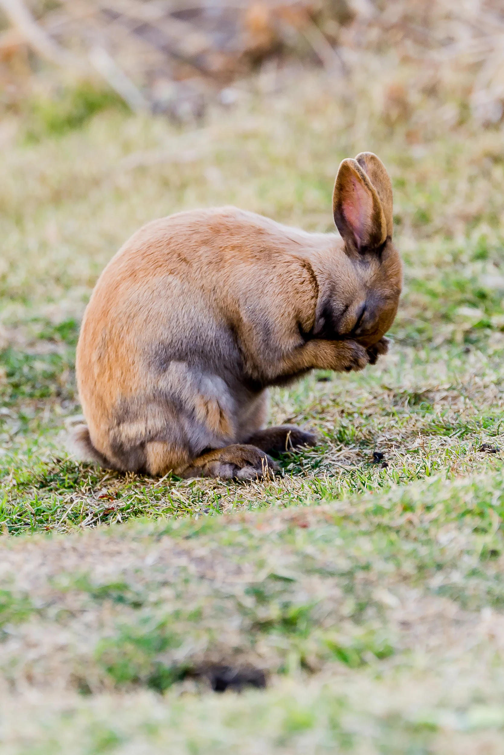 Wild Bunny