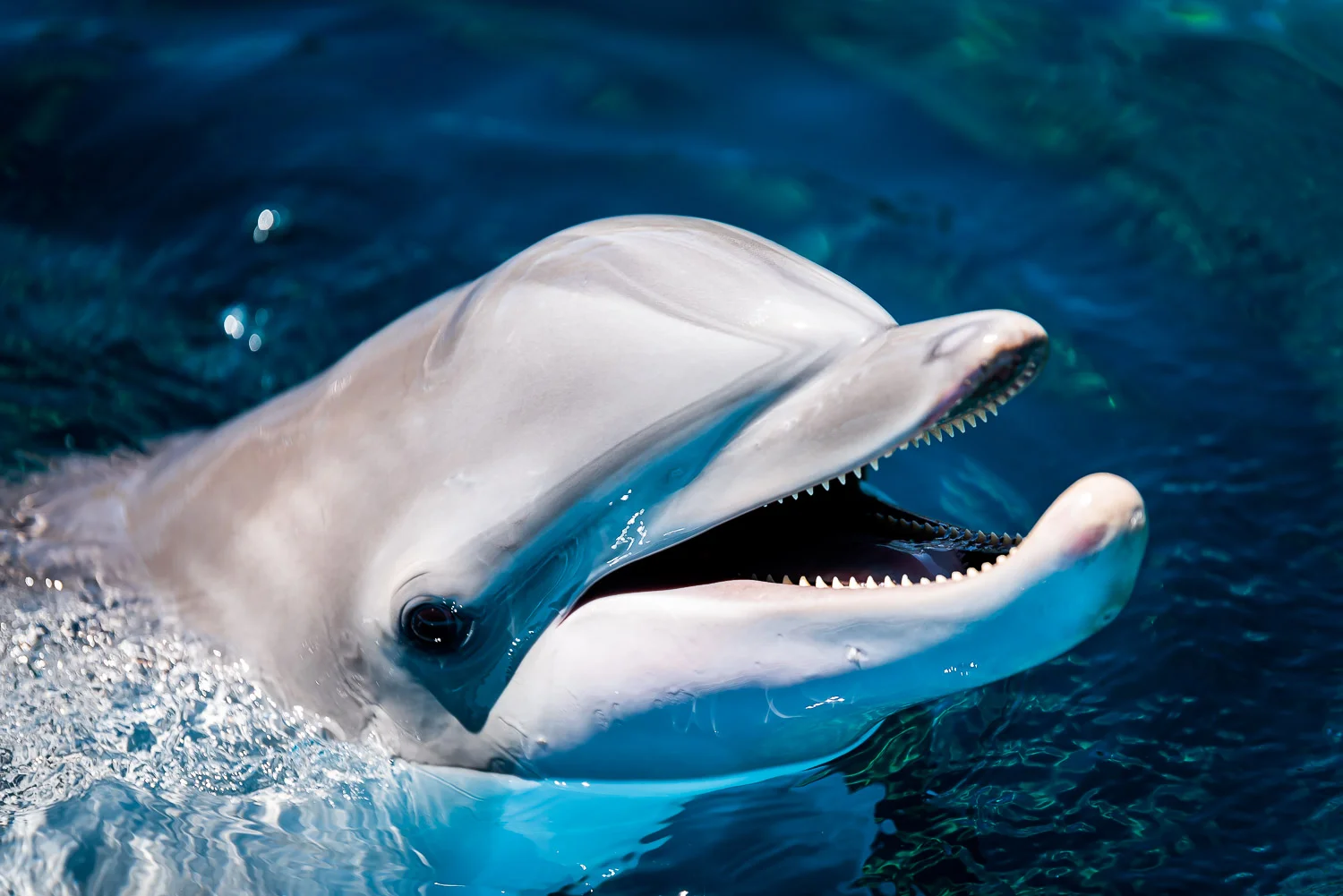 Dolphin