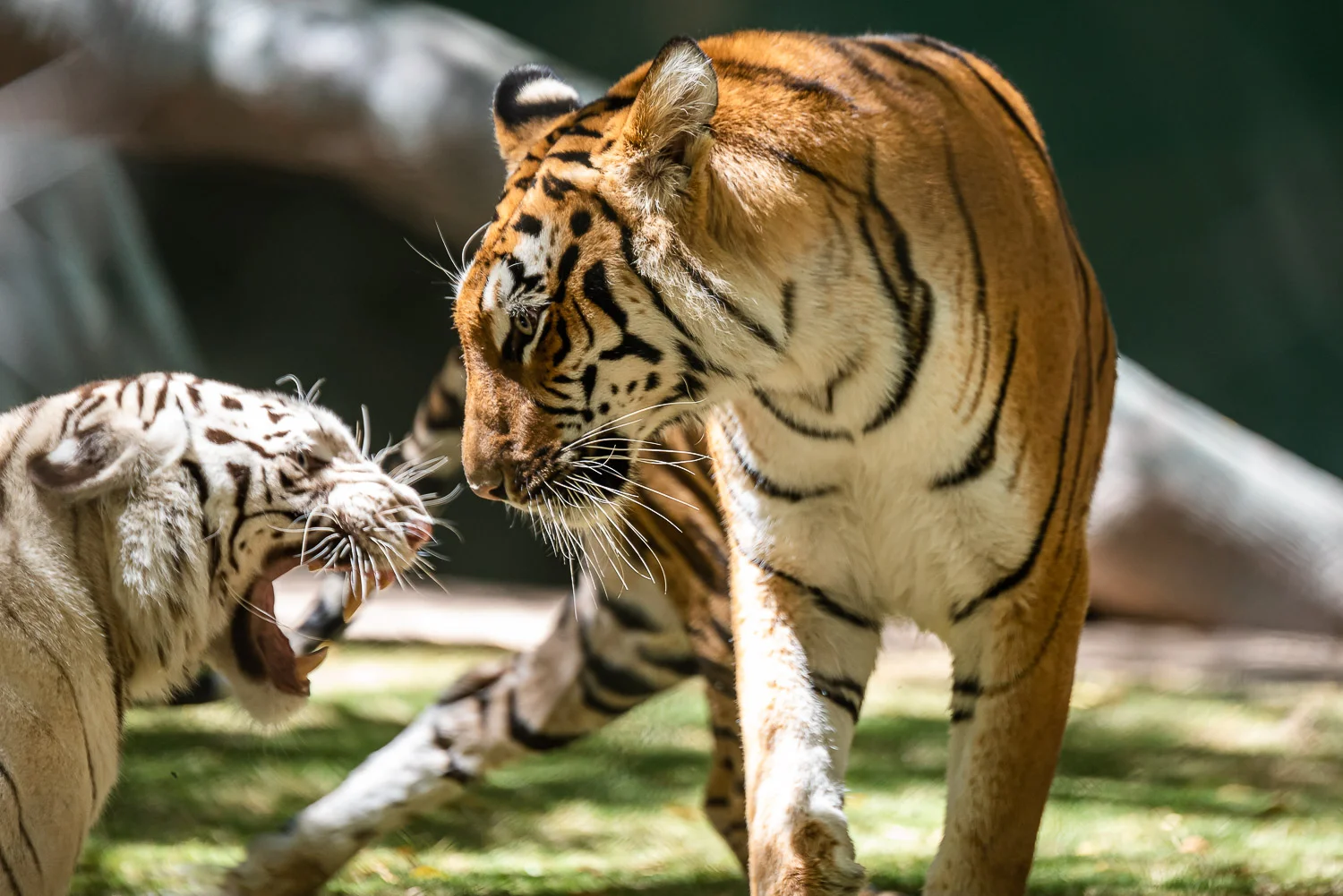 Tiger Sisters
