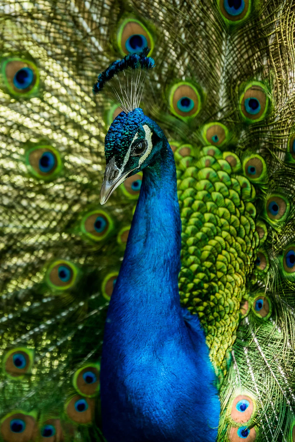 Peacock