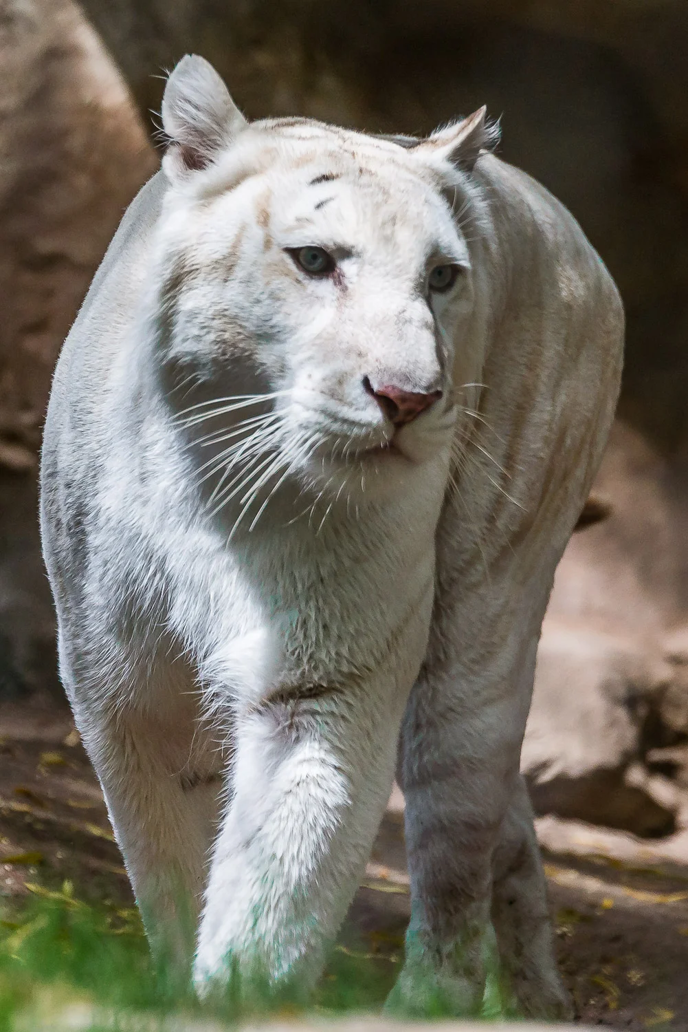 White Tiger