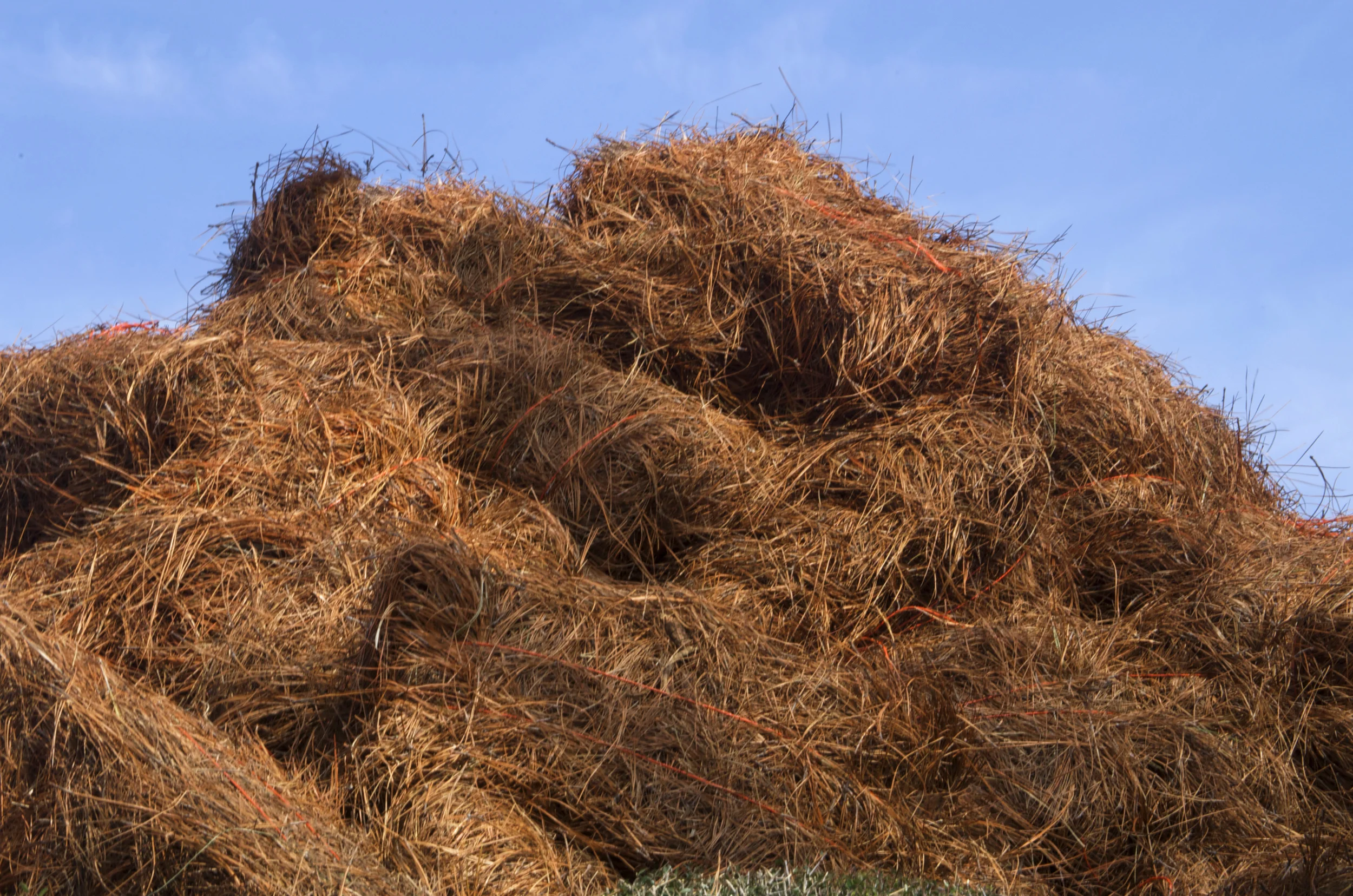 pine straw mound v2.jpg