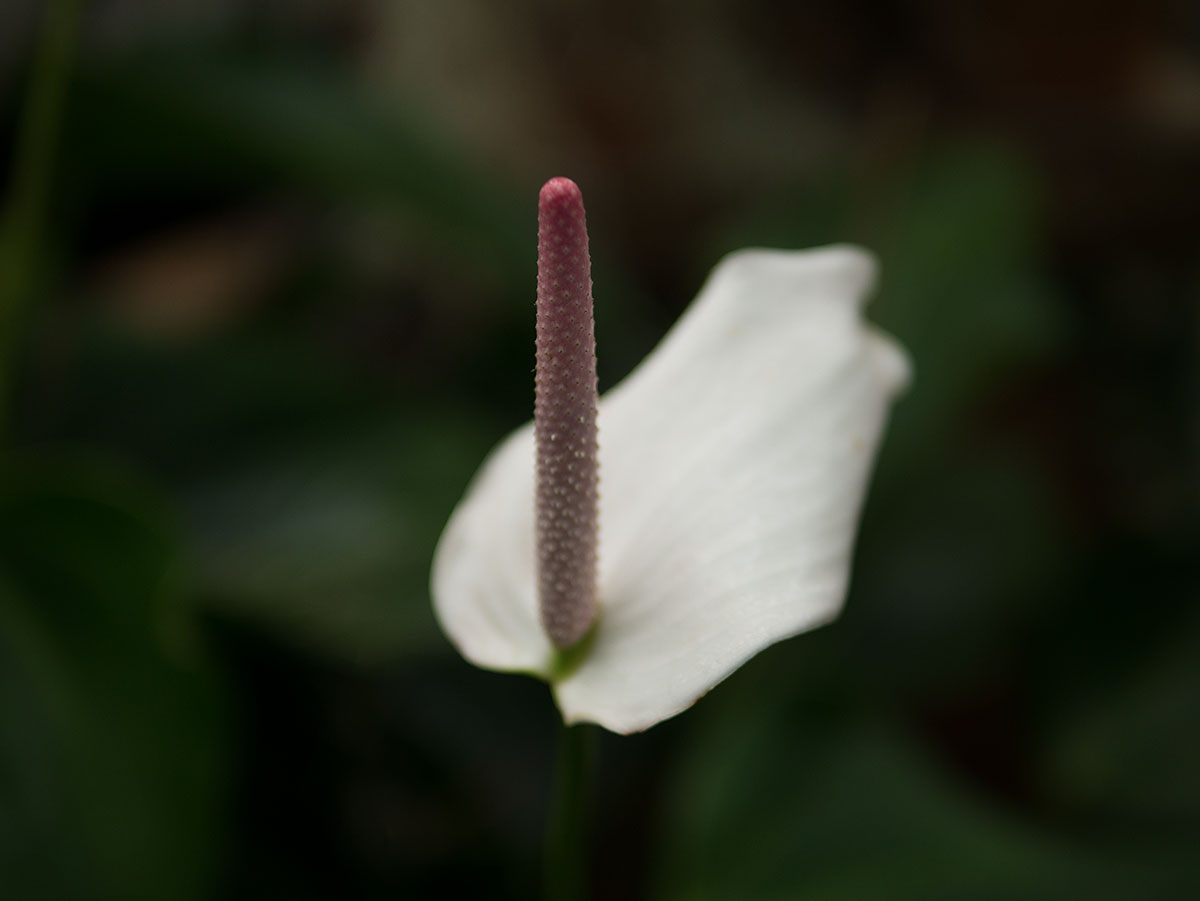 Orchid Range: Duke Farm, NJ