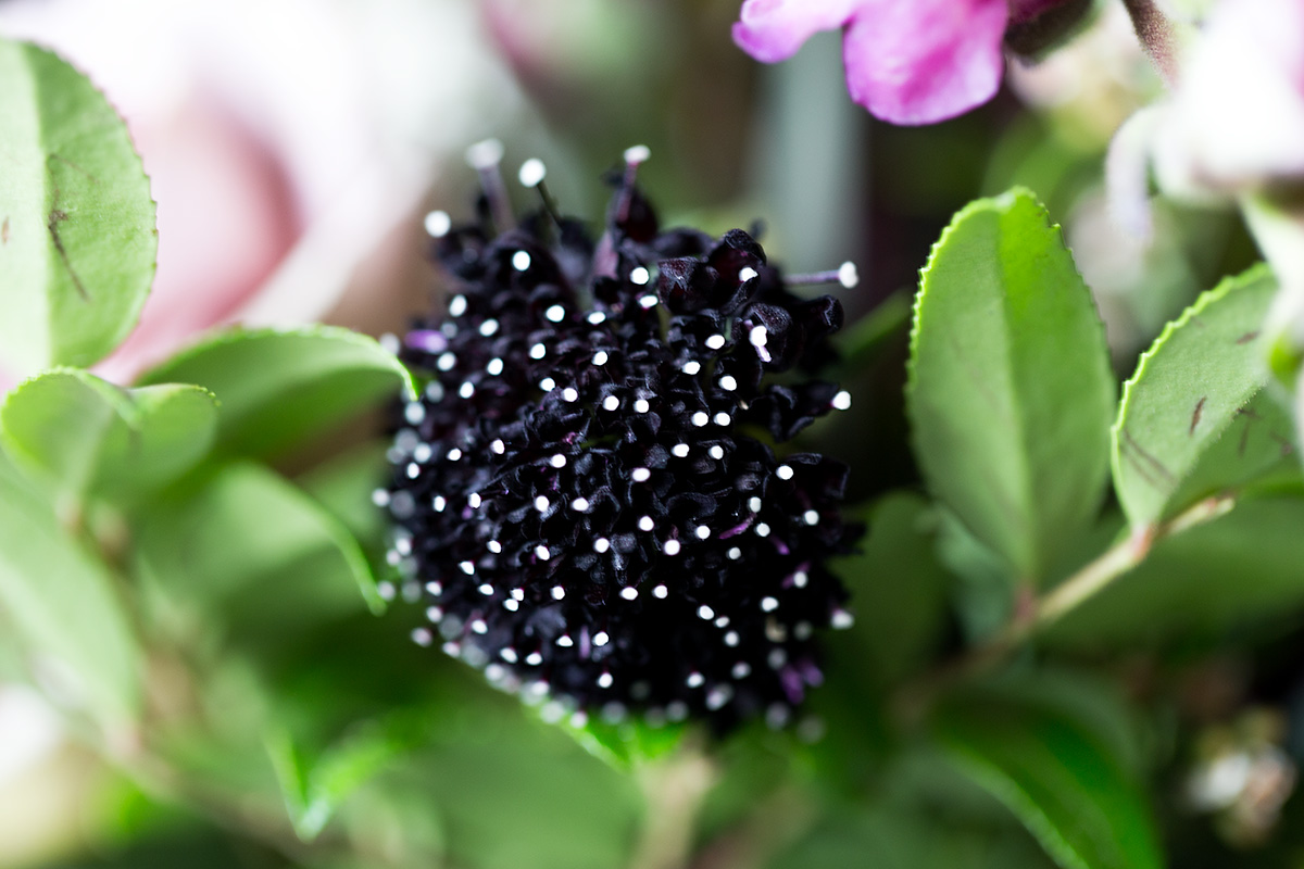 _MG_2436.jpg