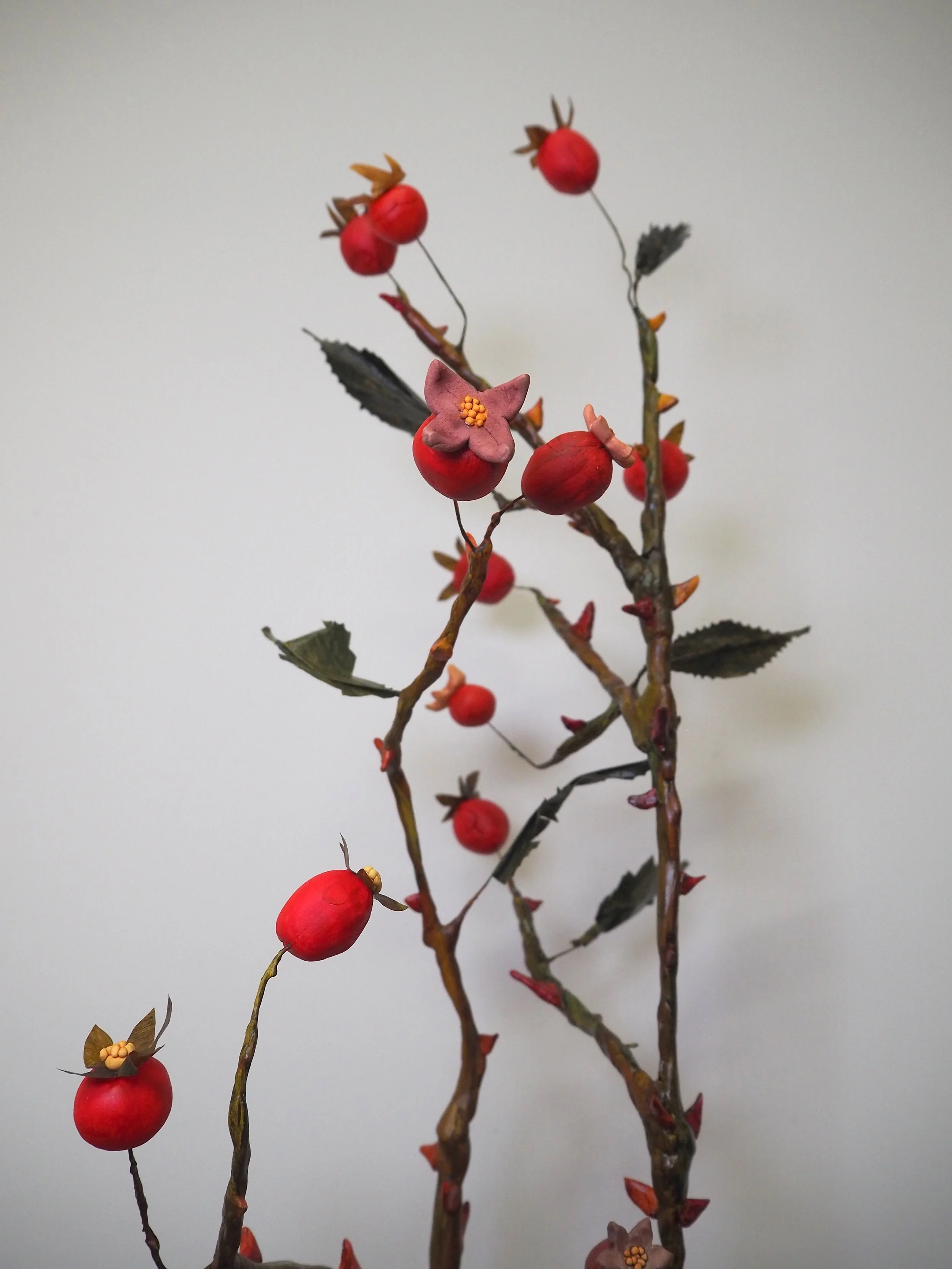Rose hips.JPG