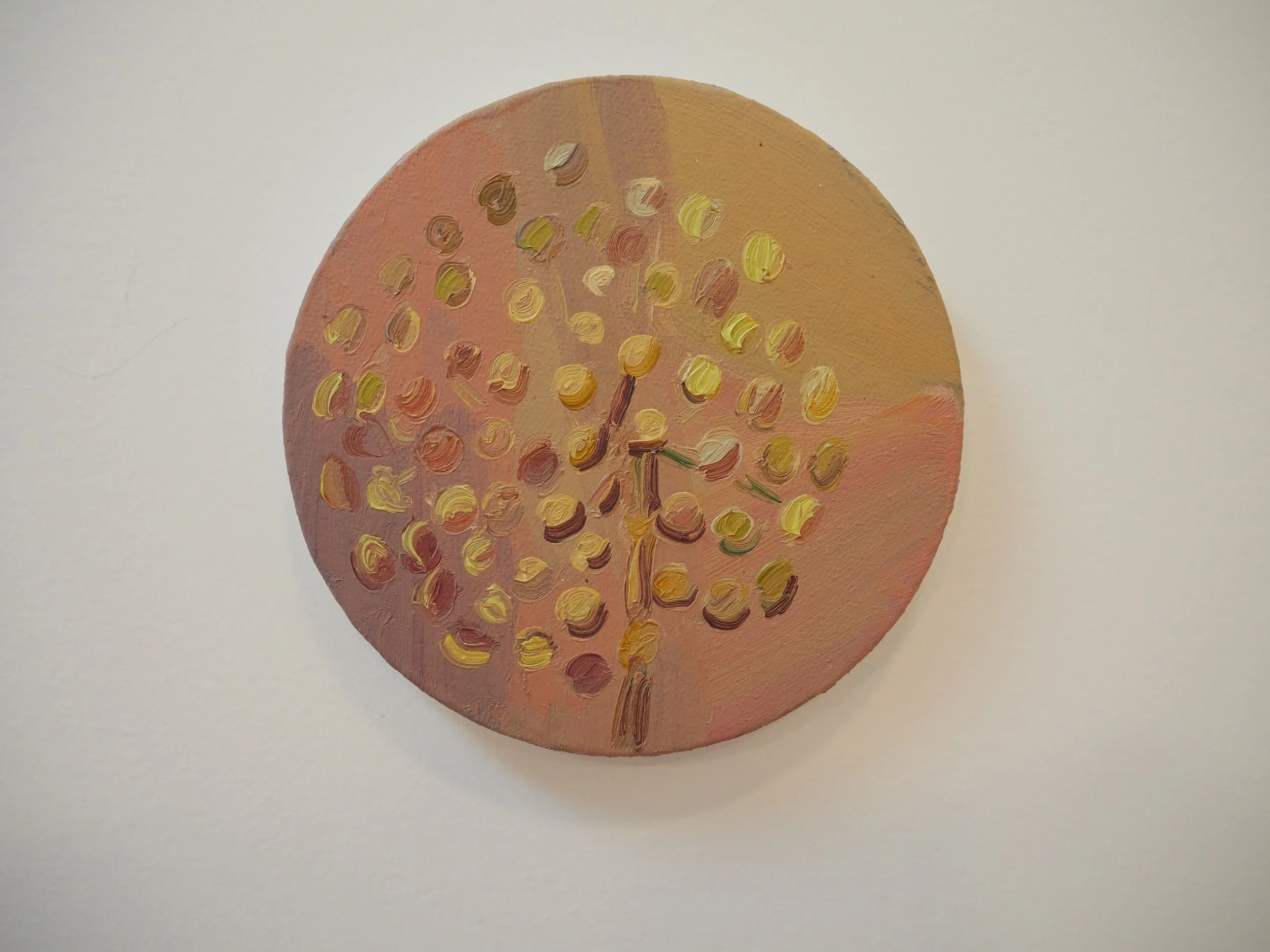 Allium Seedhead, Sunset